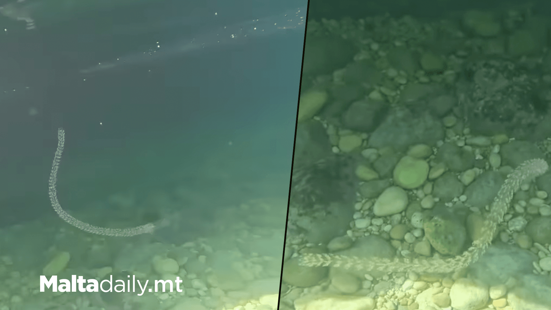 Marine Biologist Warns Against Highly Stinging Siphonophore