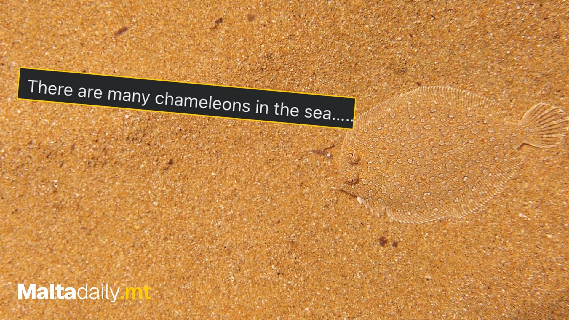 Wide-Eyed Flounder Spotted At Ramla l-Ħamra