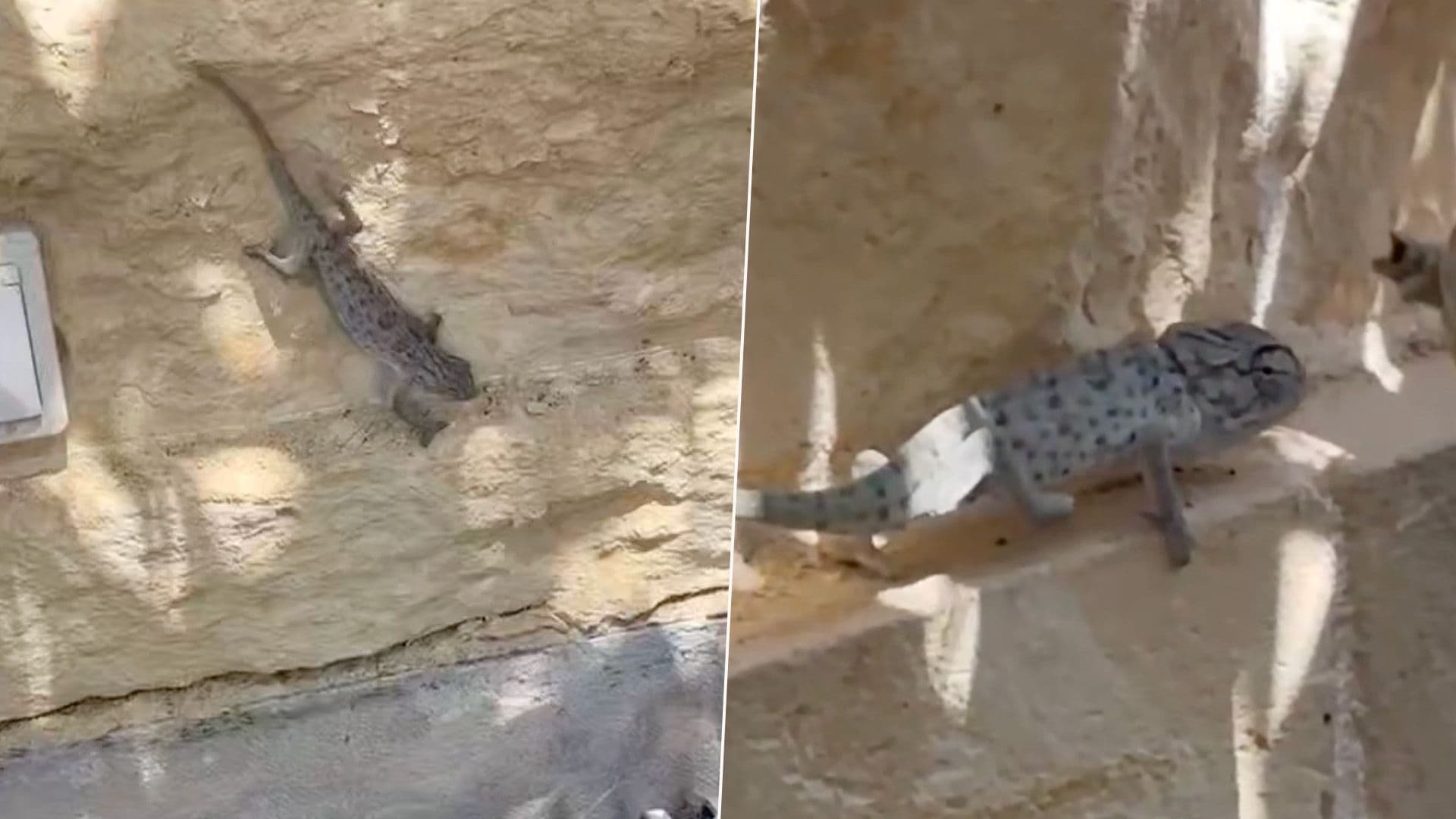Chameleon Rescued After Being Found Trapped In Gozo Pool