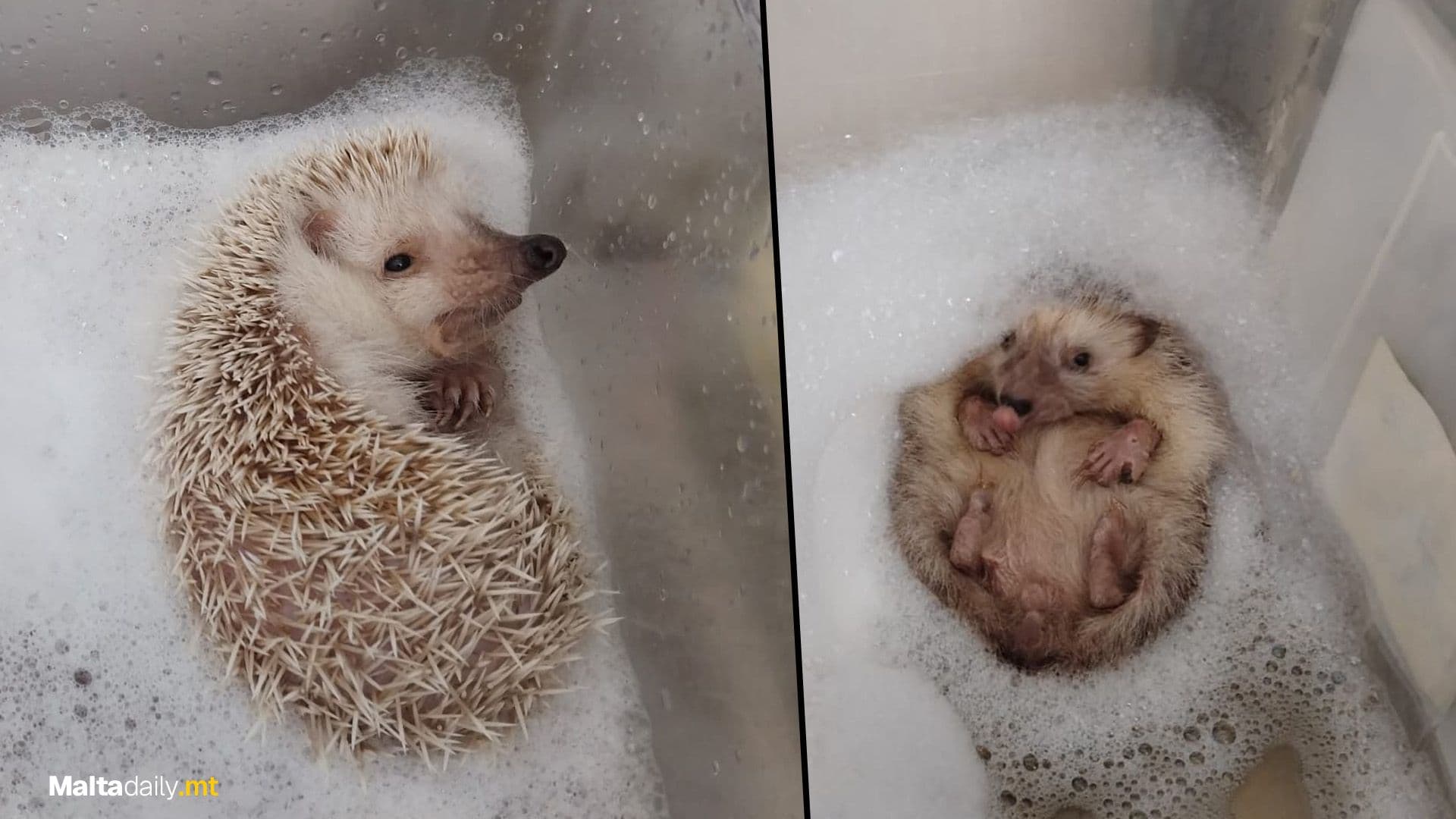 Local Rescued Hedgehog Having A Wholesome Bath