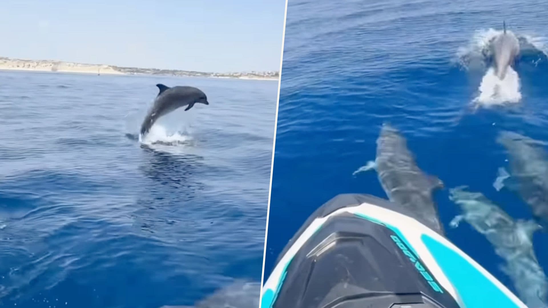 Dolphin Pod Swims Along With Jet Ski In Local Waters