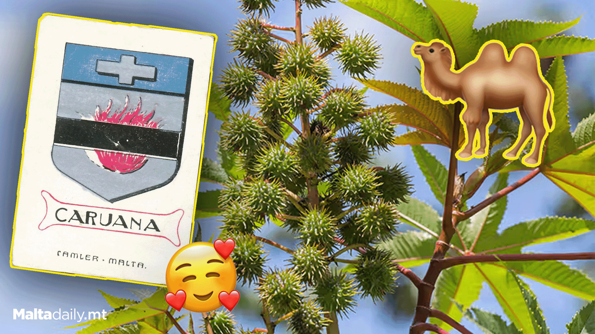 Caruana: The Beloved Name Rooted in Trees and Ancient Roads!