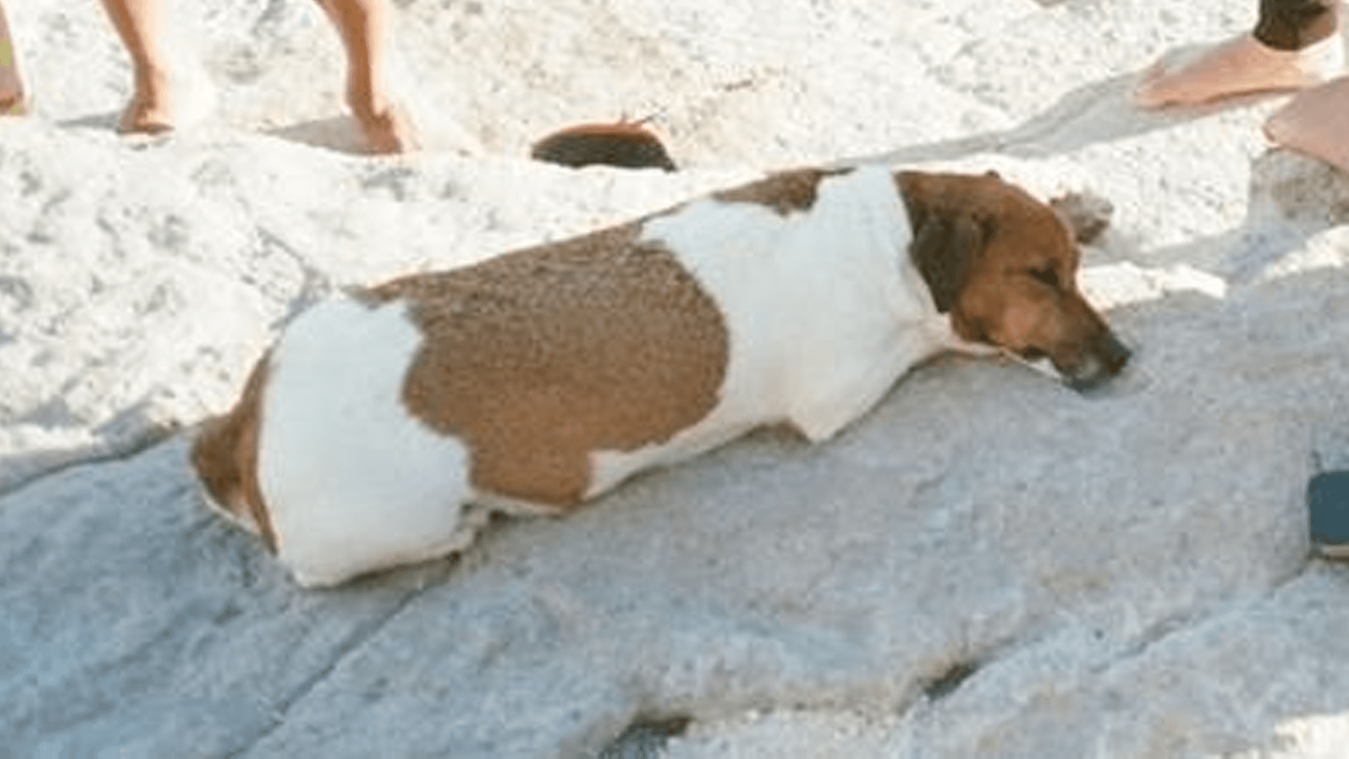 Tripadvisor, Vodafone, And Youtube React To Dog Tina And Owner's Wholesome Moment