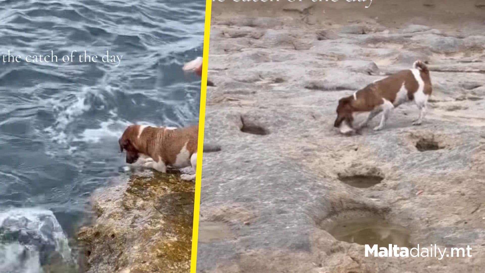 Tina The Dog Catching Her Fish Of The Day