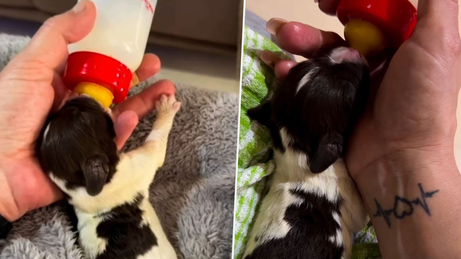 Two Tiny Puppies Rescued After Being Thrown Away