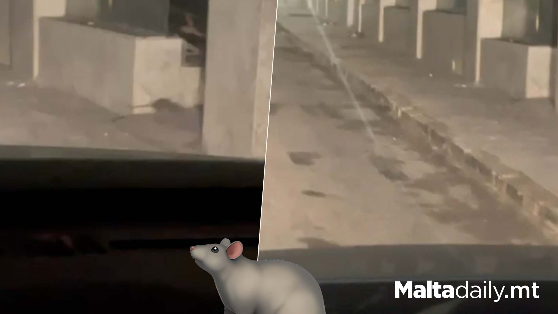 Rat Infestation In Sliema: Videos Sent To MaltaDaily