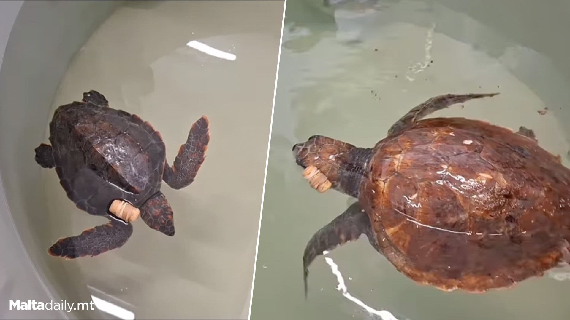 Wildlife Rescue Team Malta Rescues Two Injured Turtles