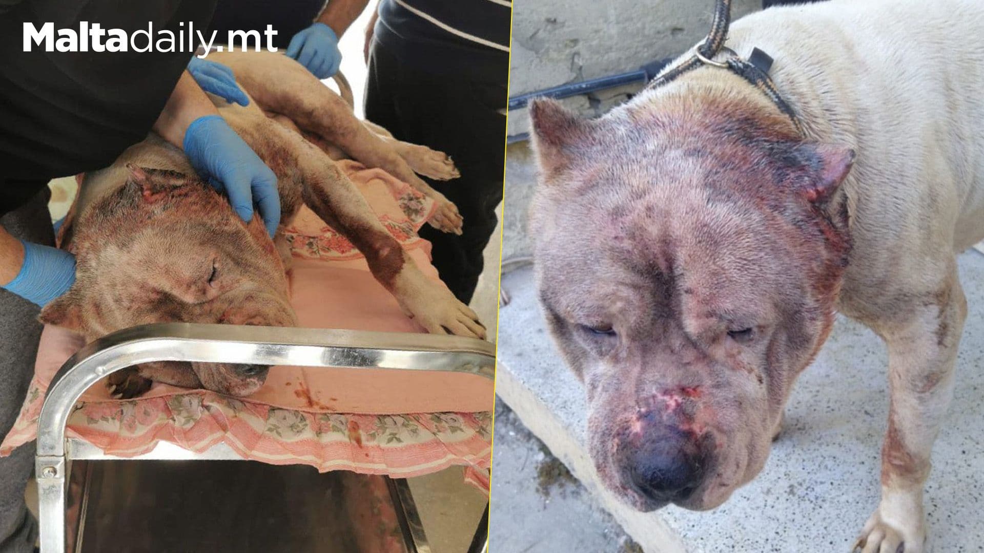 Rescued Dog Bronko Passes Away, Animal Welfare Announce