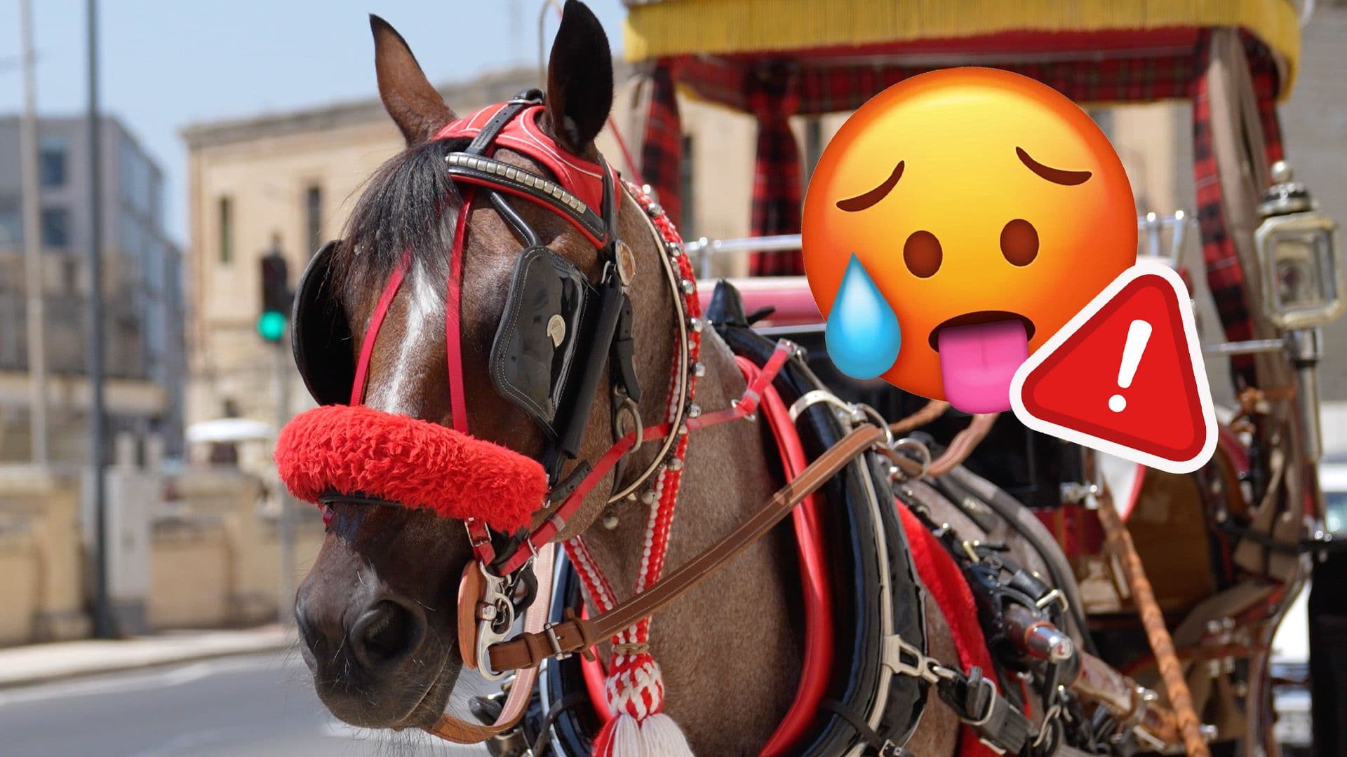 Here’s How The New Measure Will Protect Horses During Extreme Red Alert Heat