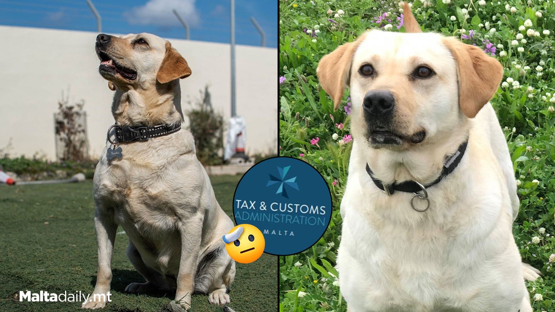 K9 Officer Sophie Retiring After 6 Years Of Service