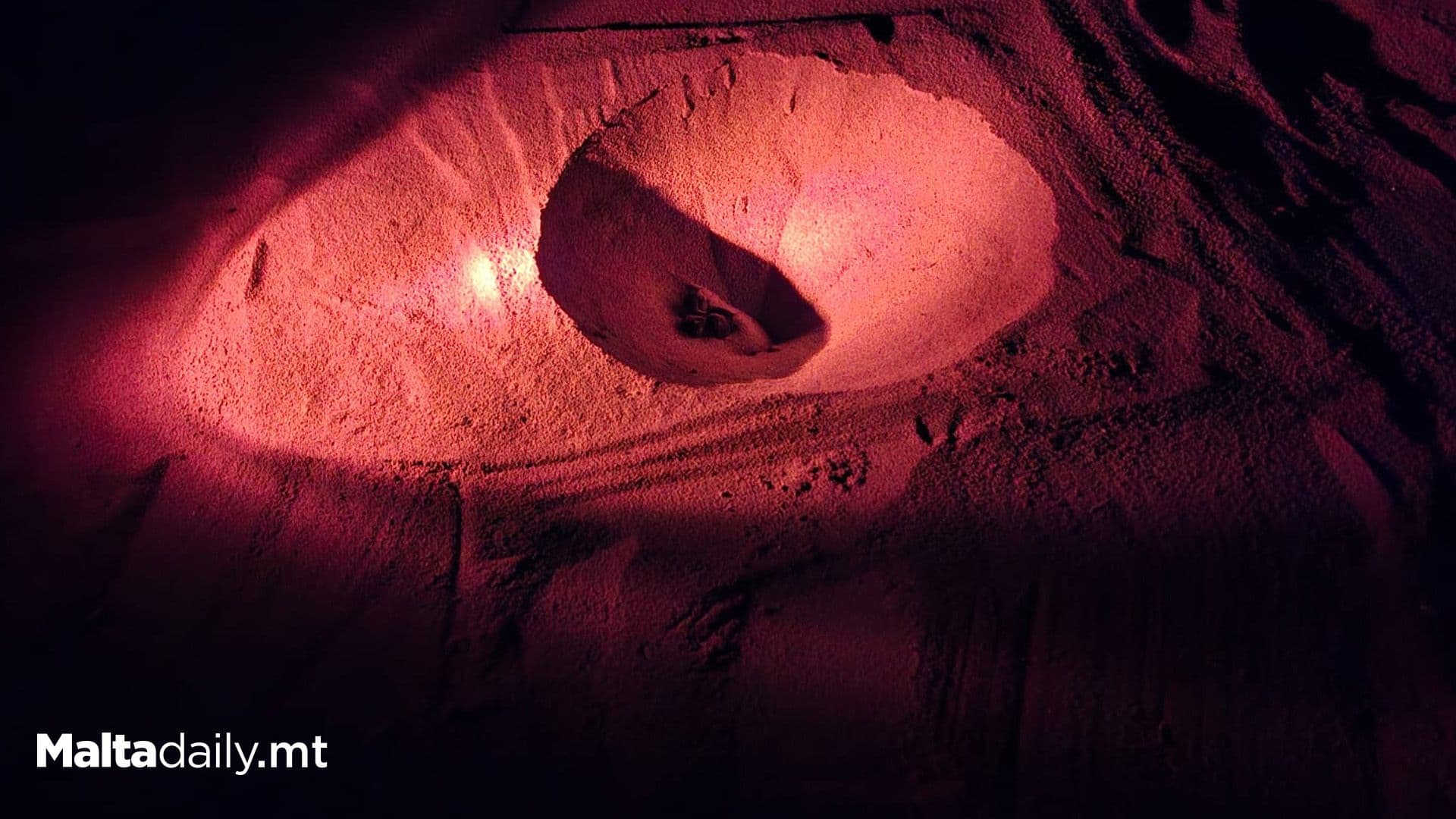 Second Turtle Nest At Ramla Has Started To Hatch!