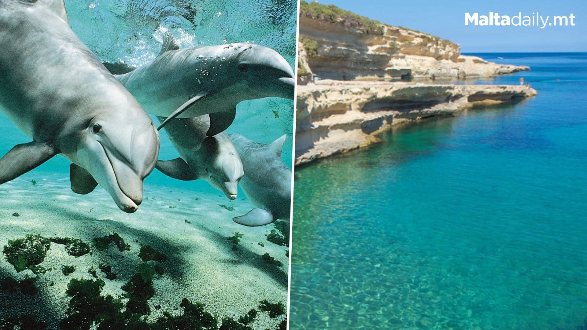 Beautiful Dolphins Spotted In Maltese Seas