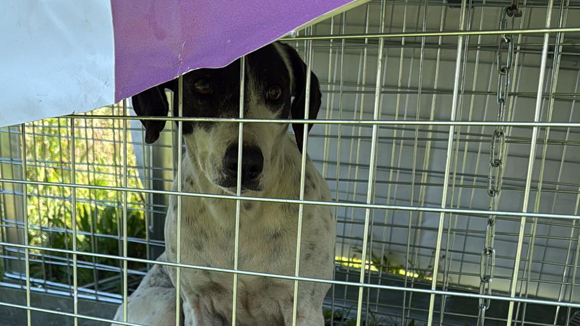 Baħar Iċ-Ċagħaq Dog Pack Mum Safely Caught & Taken To Safety