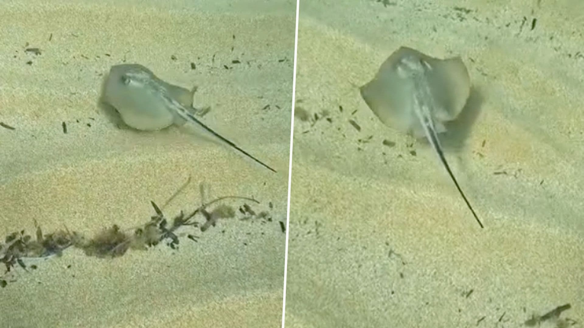 Watch: Common Stingray Glides Through Local Waters