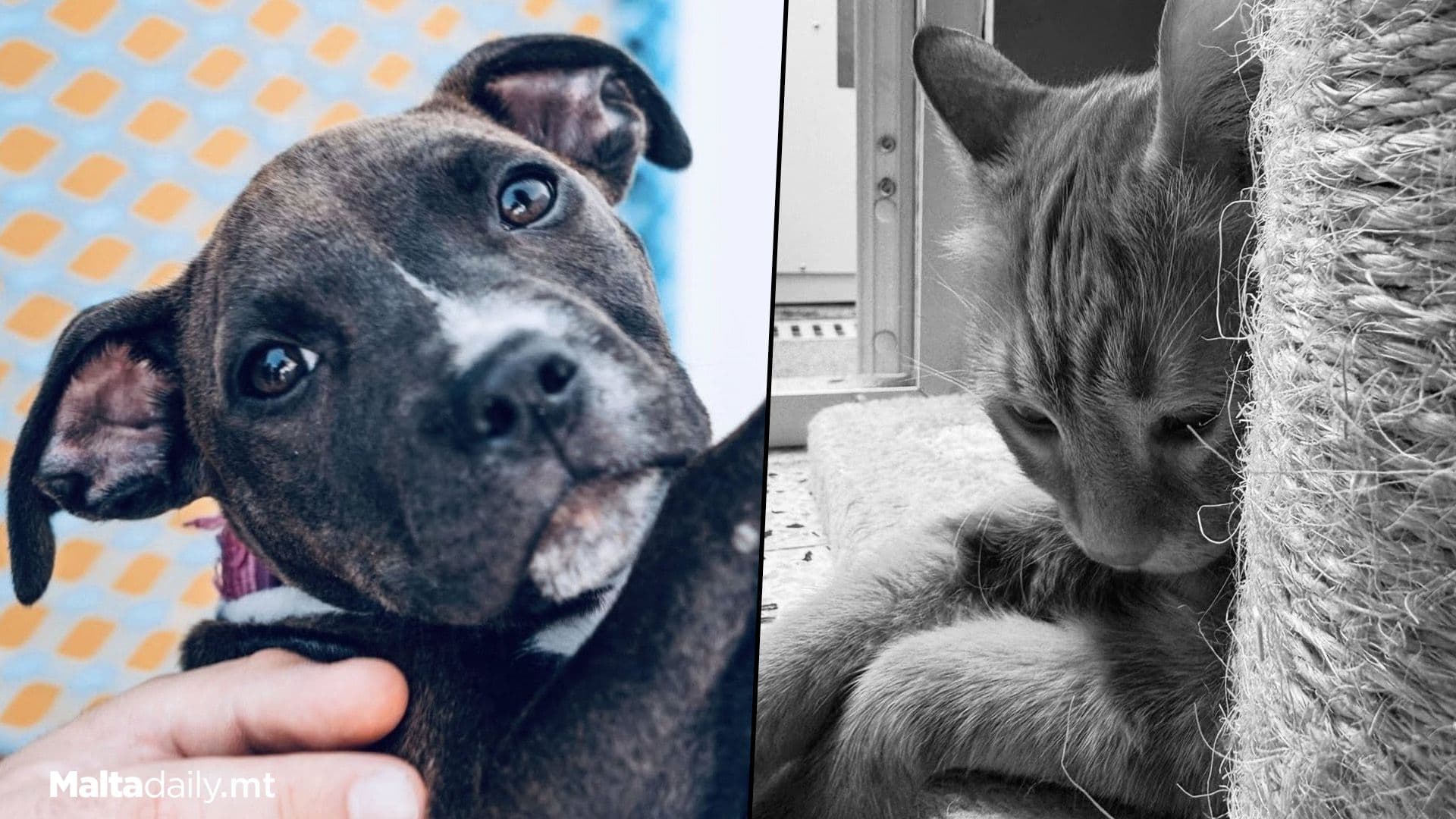 Call For Maltese MEPs To Back Strong Animal Welfare Rules