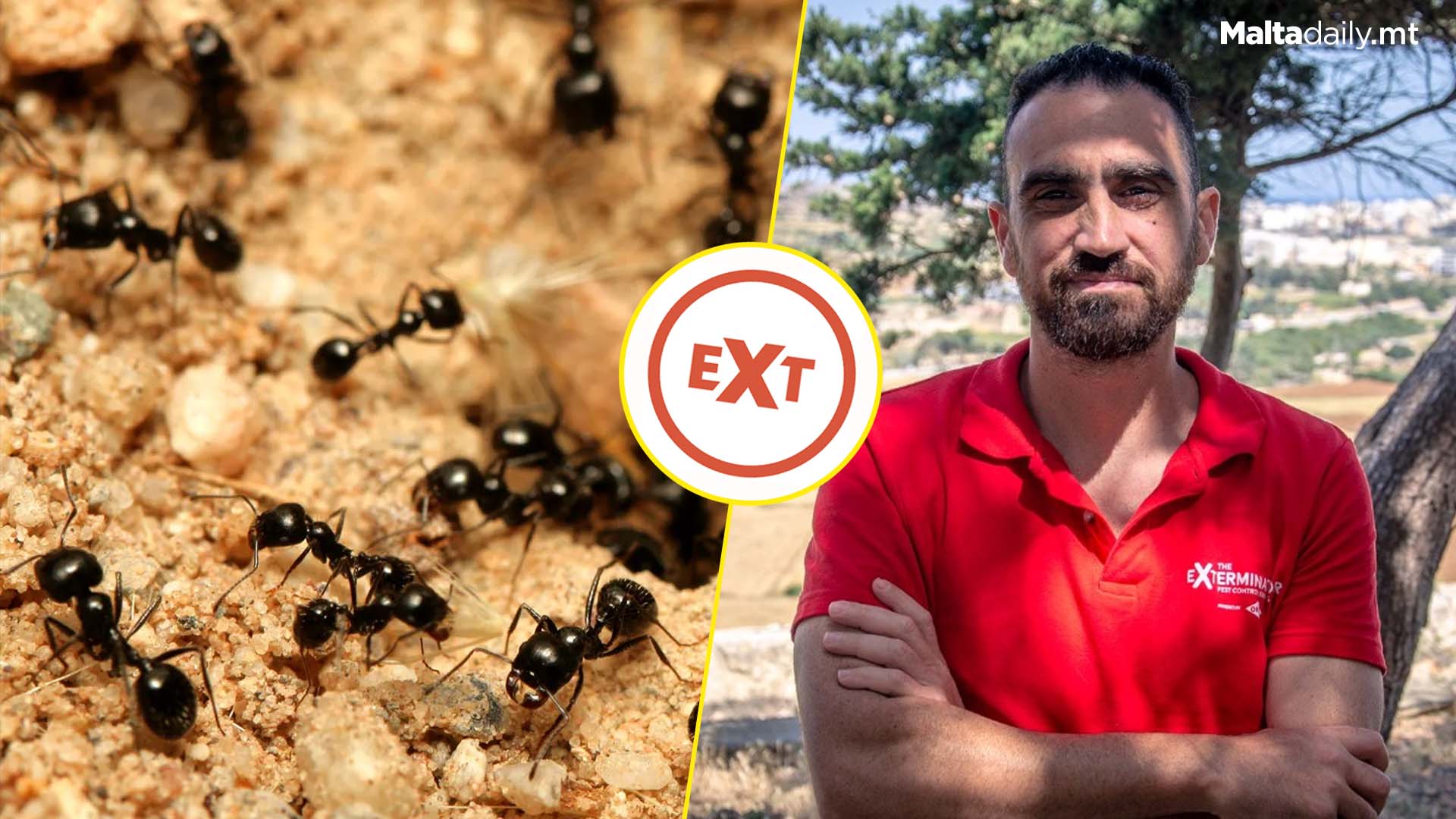 Exterminator Reveals Dangers Of Some Maltese Ants