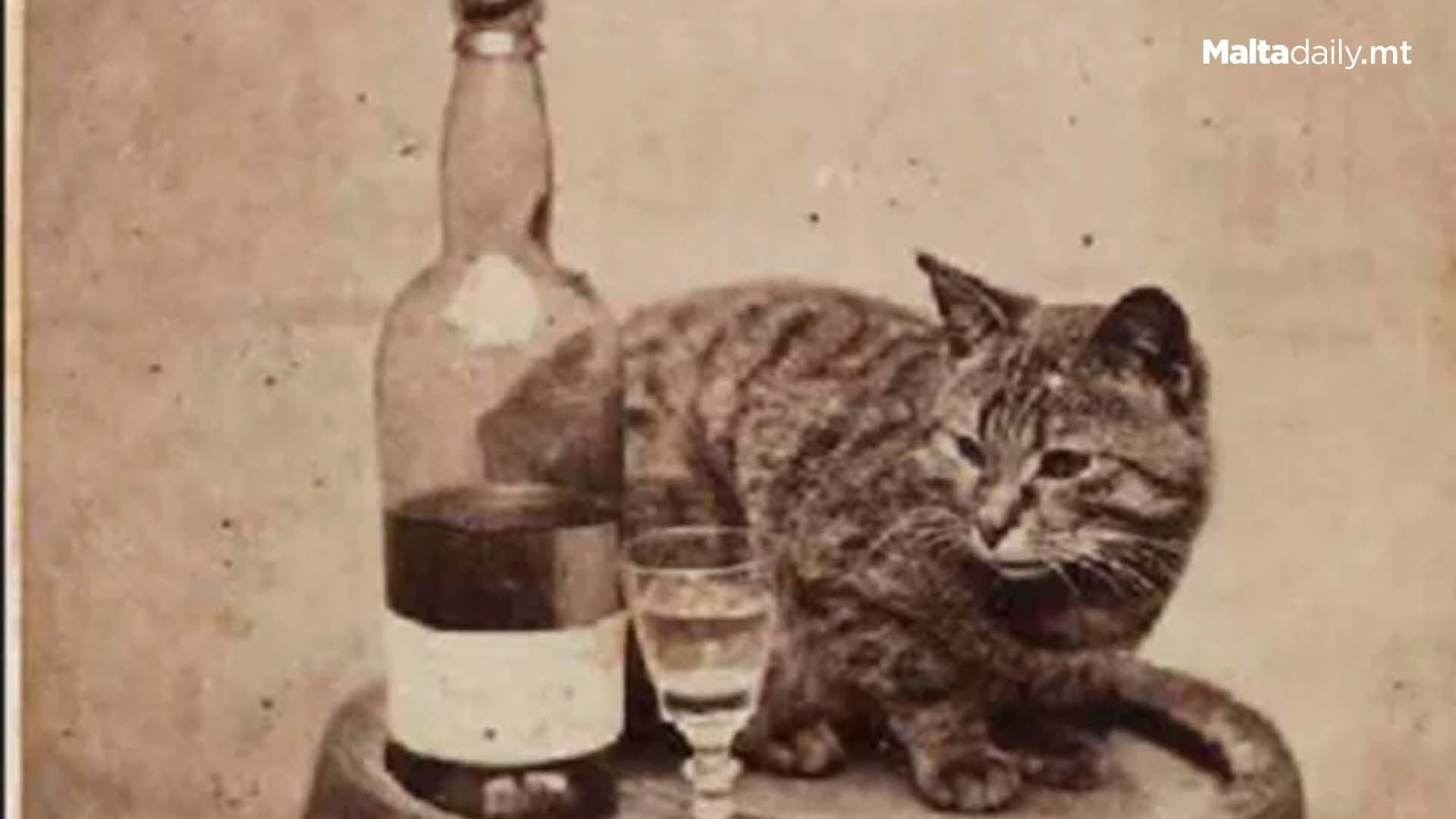 The First Ever Pets To Be Photographed