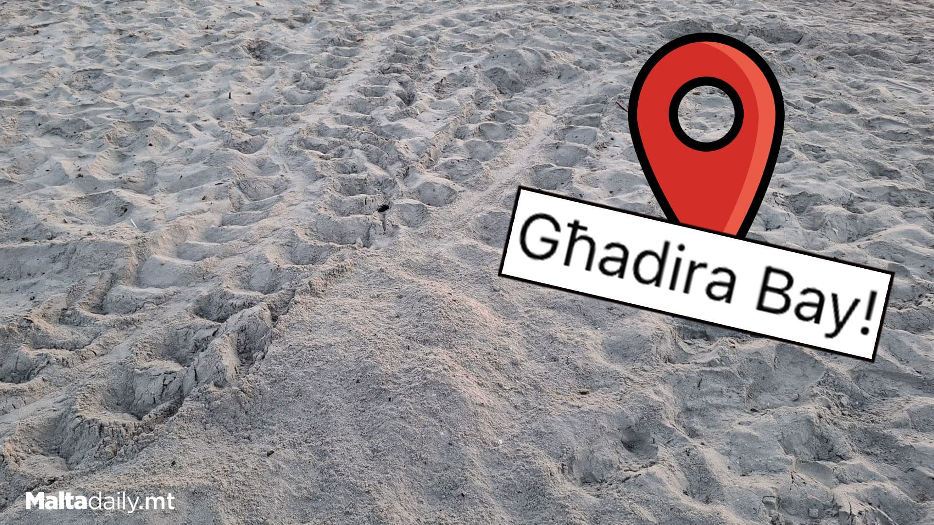 Second Turtle Nest Of 2025 Found At Għadira Bay