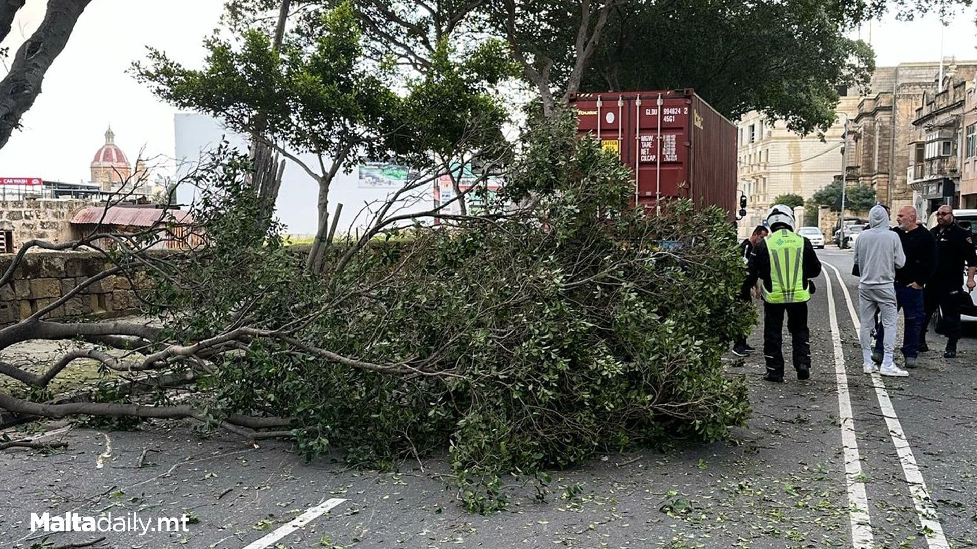 Tree Collapses In Triq Hompesch, Ħaż-Żabbar