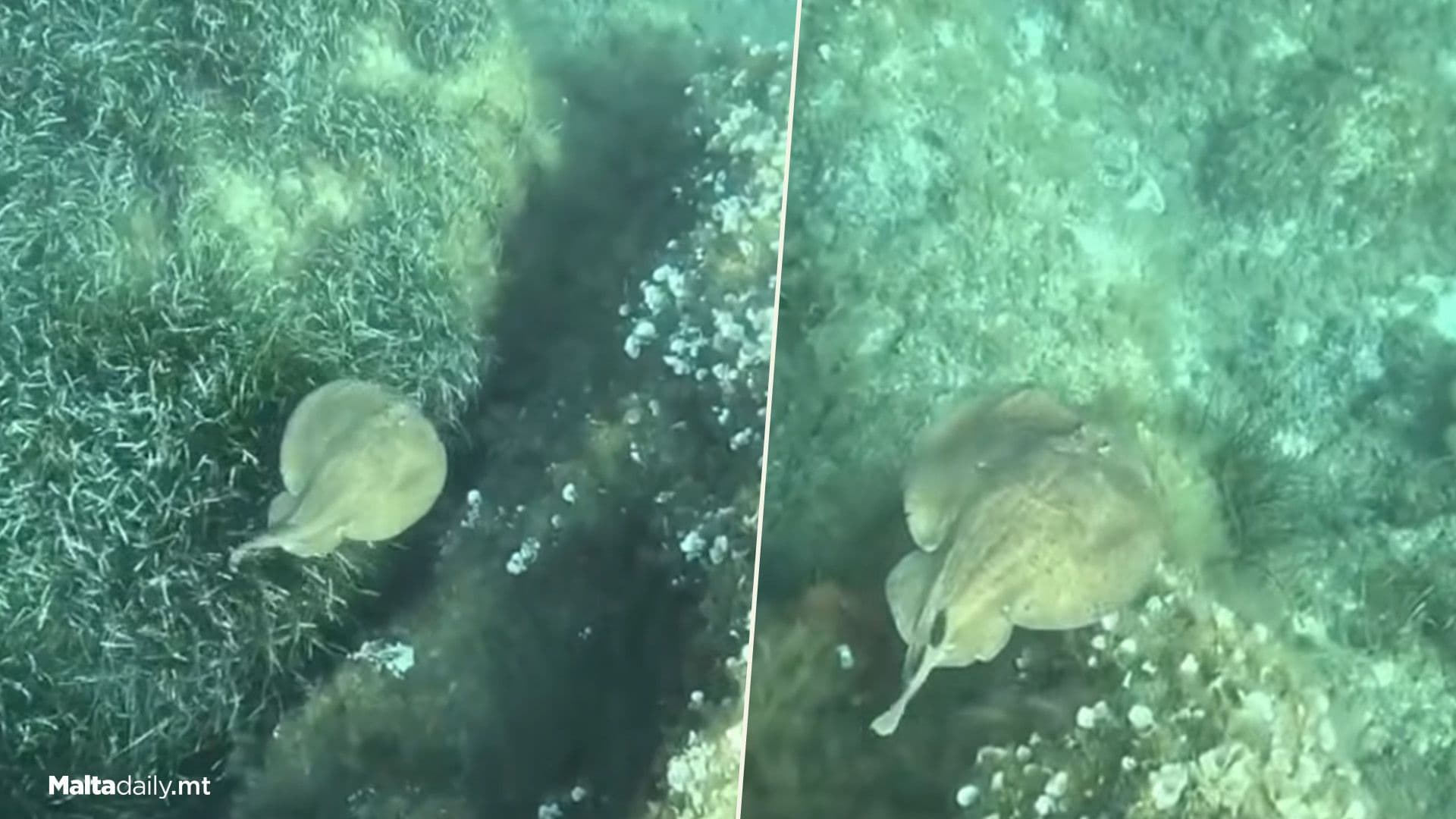 Marbled Electric Ray Spotted In Maltese Waters