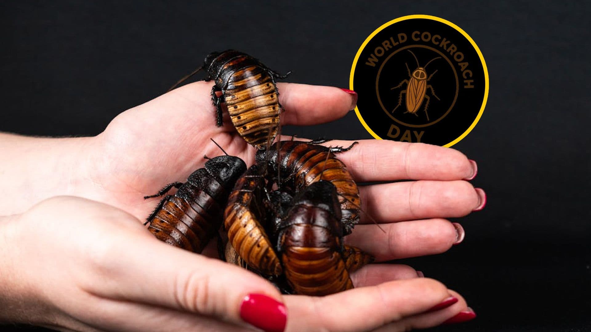 It's World Cockroach Day!