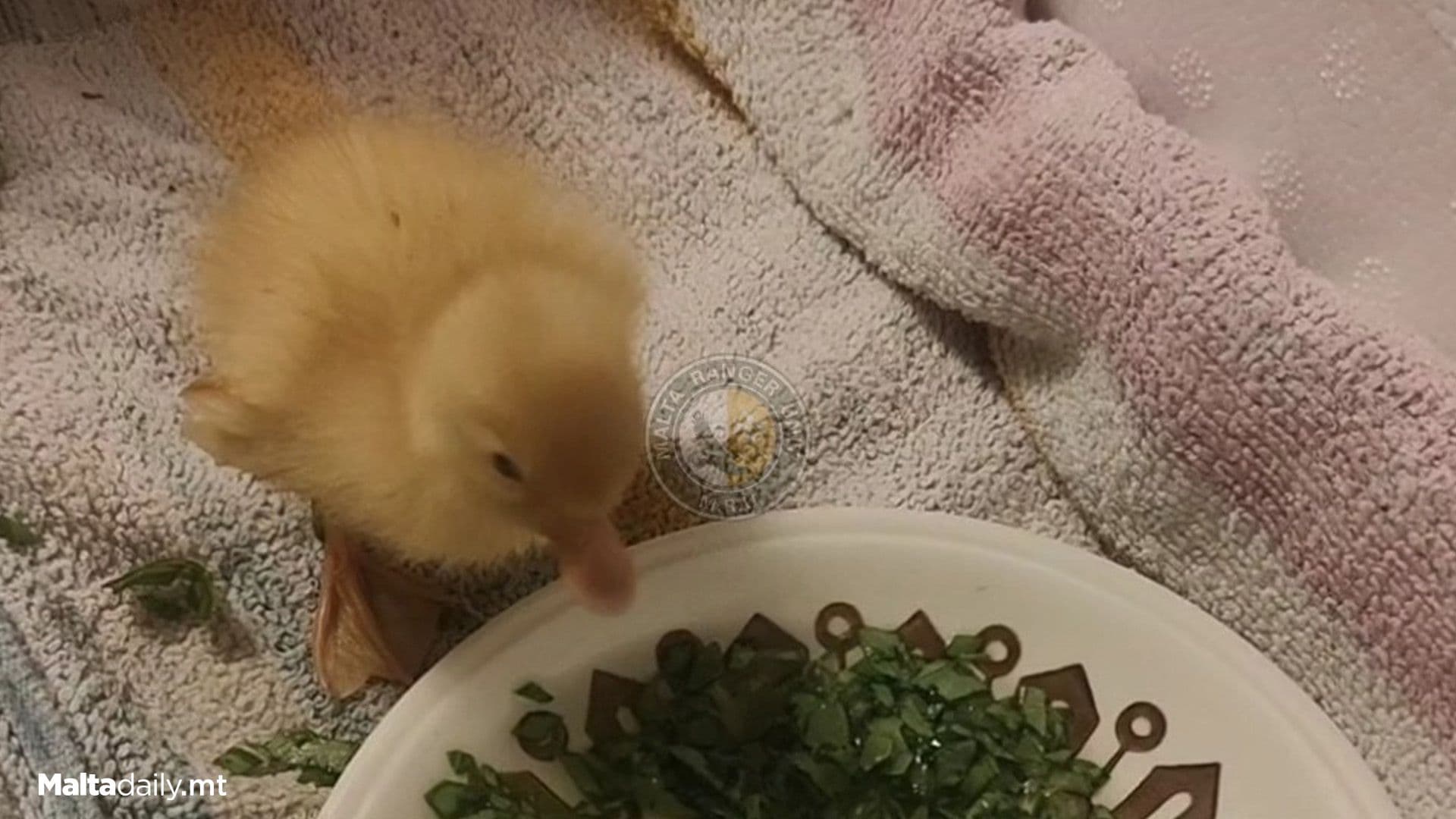 Little Duckling ‘Tiny Tim’ Rescued From Żebbuġ
