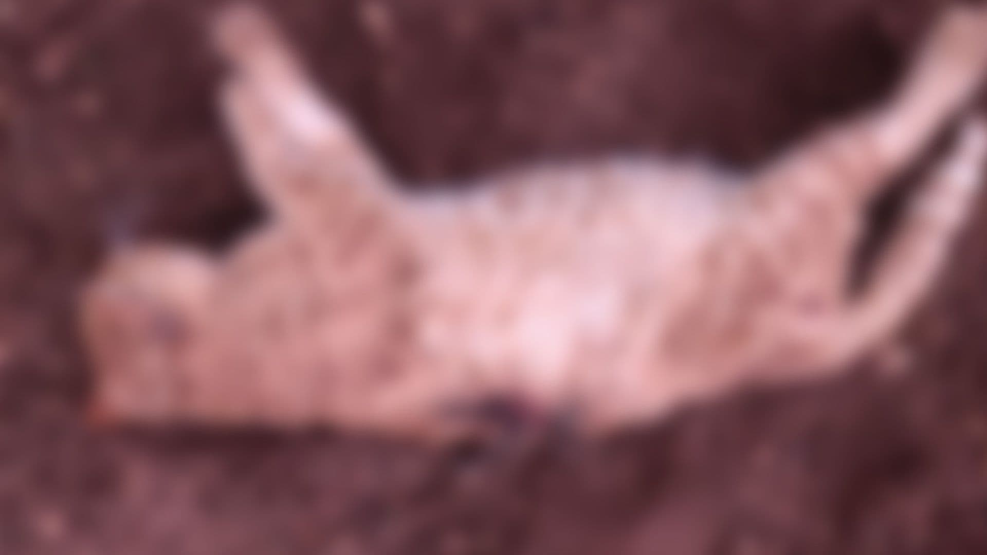 Cat Found Dead in Qrendi After Fatal Shooting