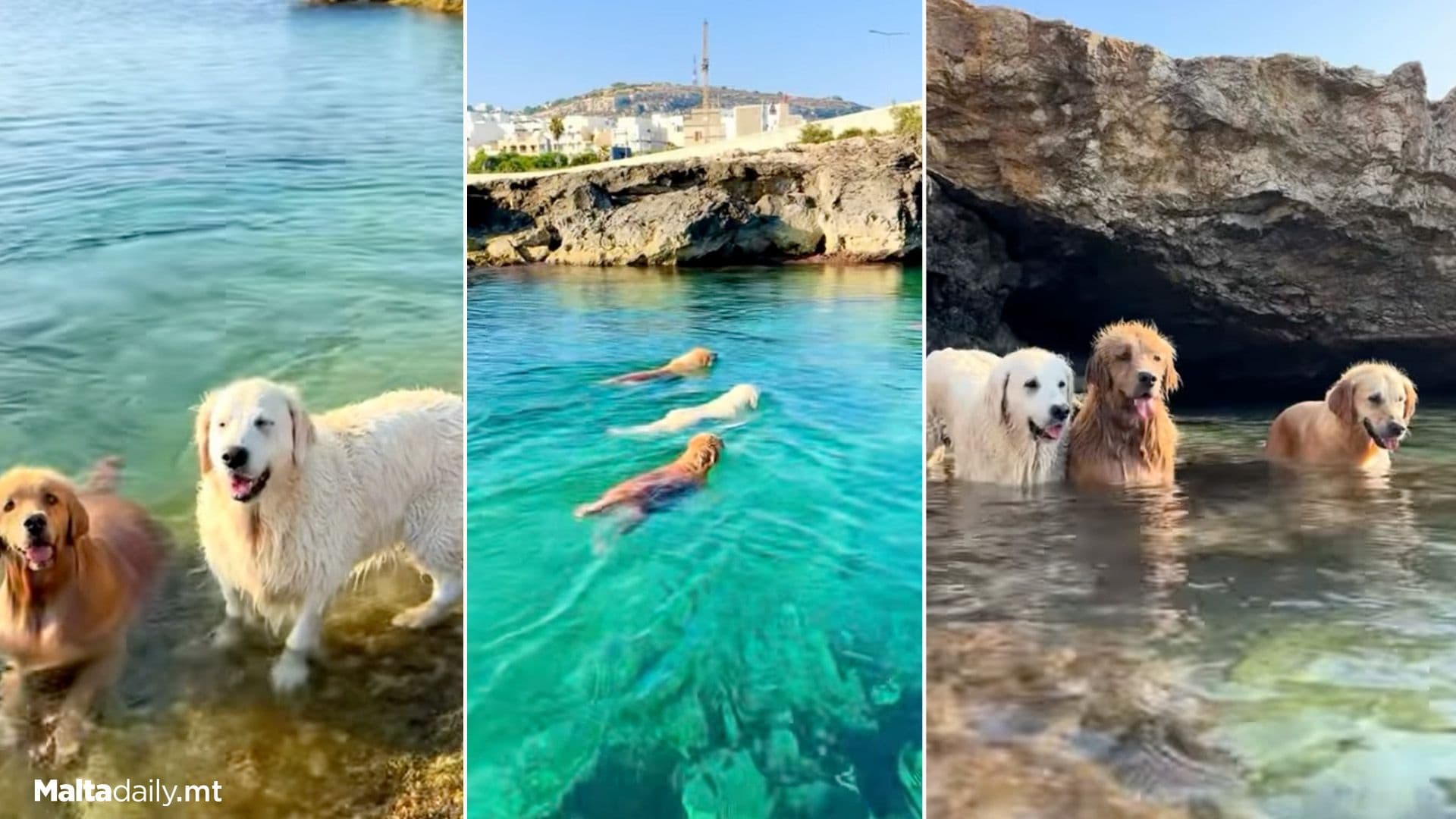 Video Of Golden Retrievers Having The Best Time In Malta