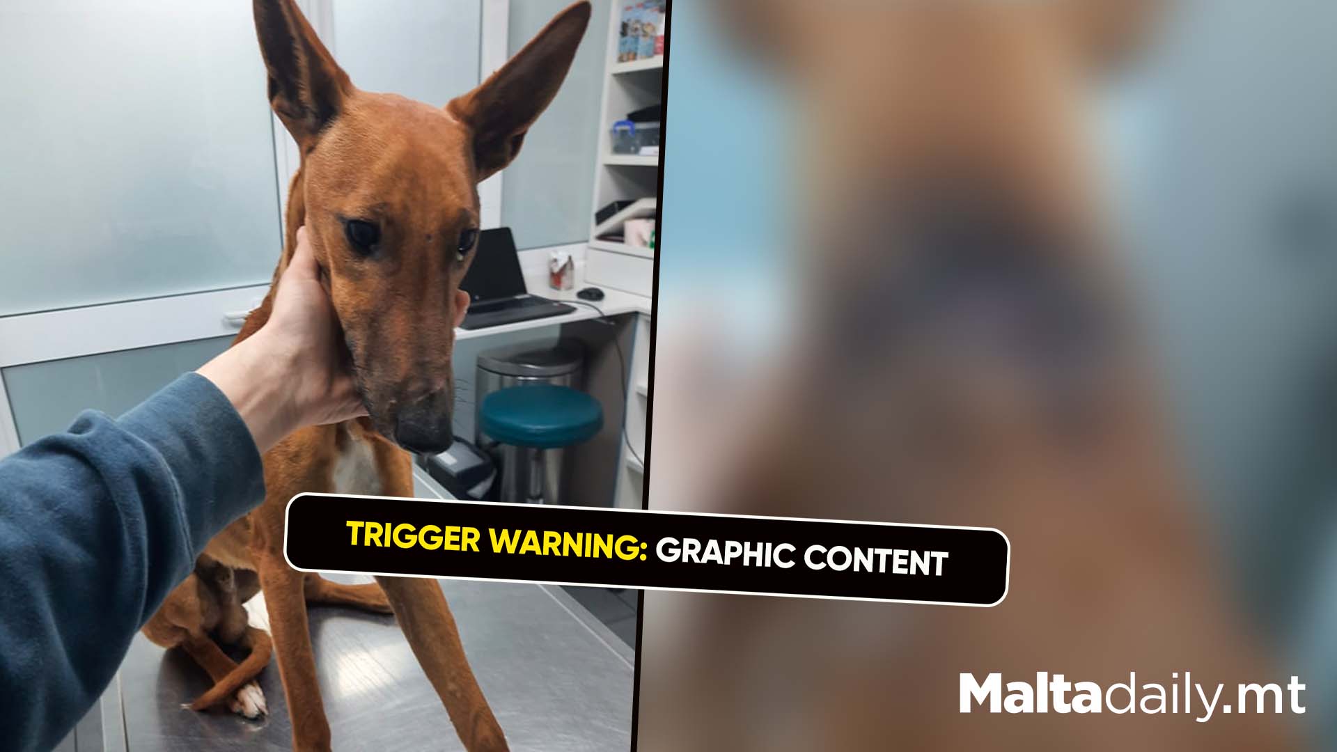 Dog With Neck Injury Abandoned: Rescued By AAA