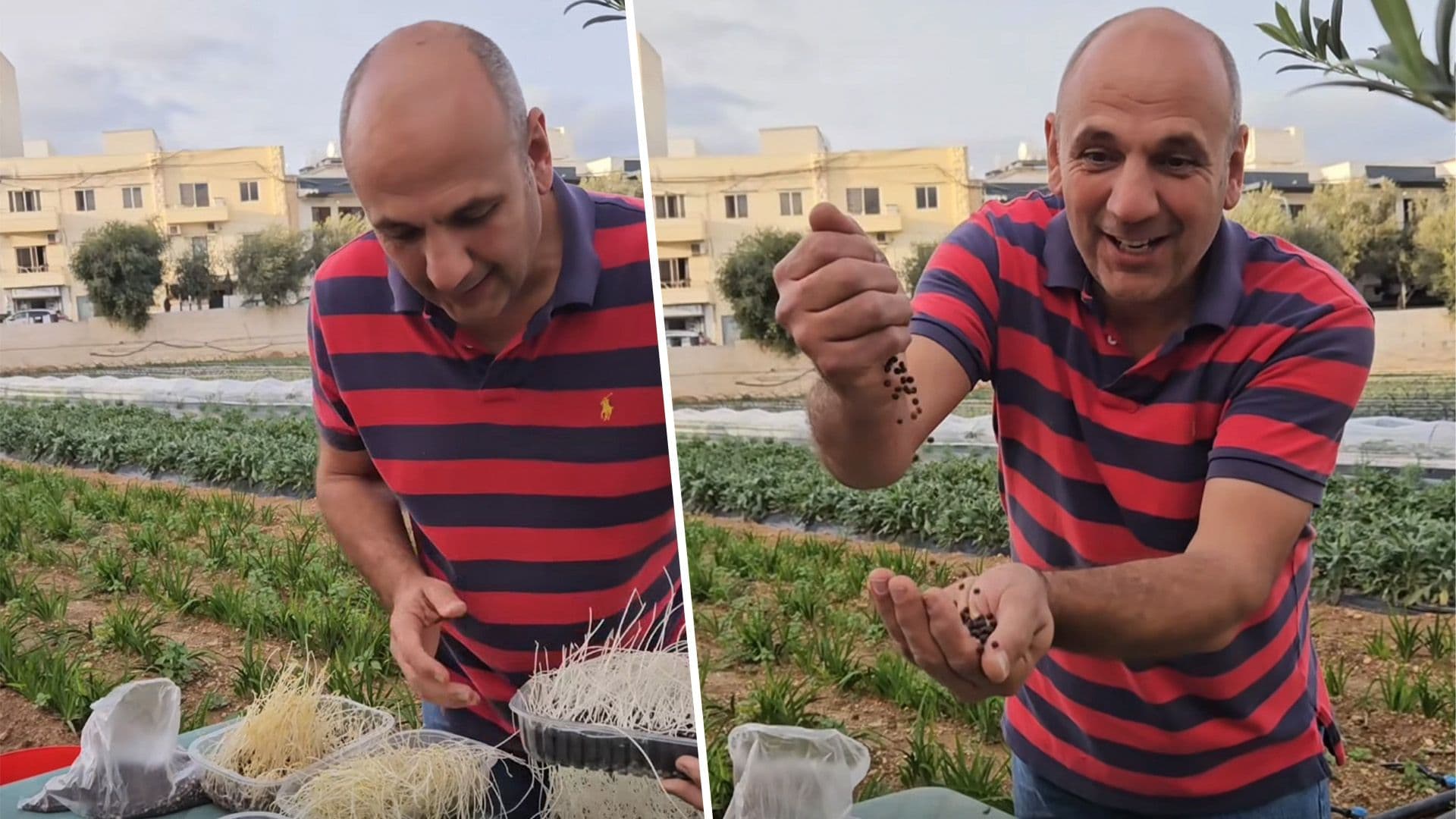 St Andrews Farm Explains How to Grow Traditional Maltese Gulbiena