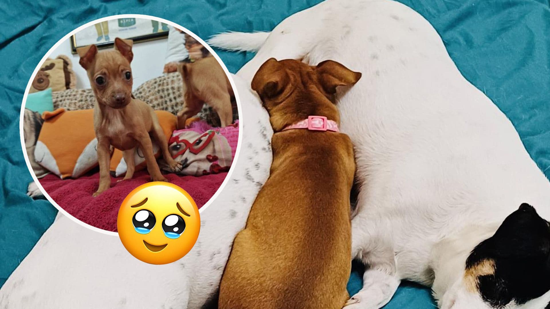 Pixie Finds Forever Home As 23rd MSPCA Adoption Of 2026