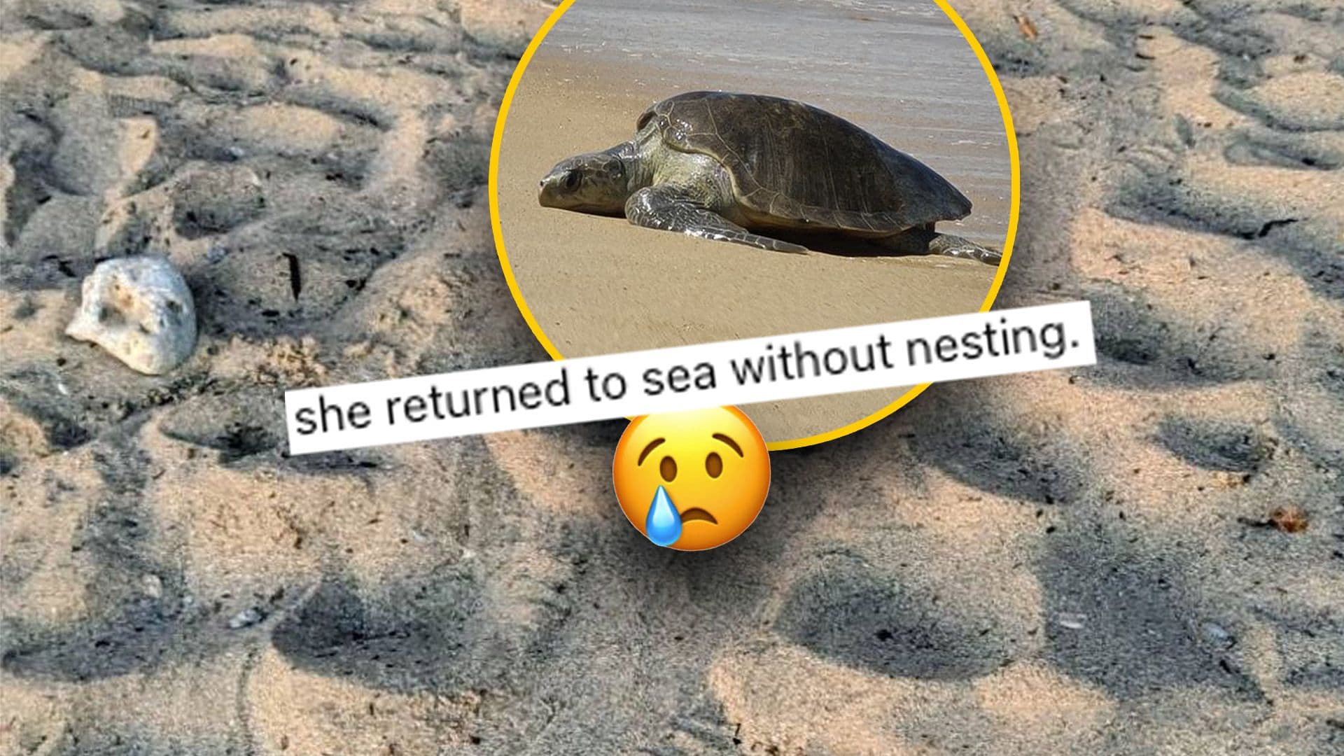 Turtle Fails To Nest At Armier Due To Sun Beds In Her Way