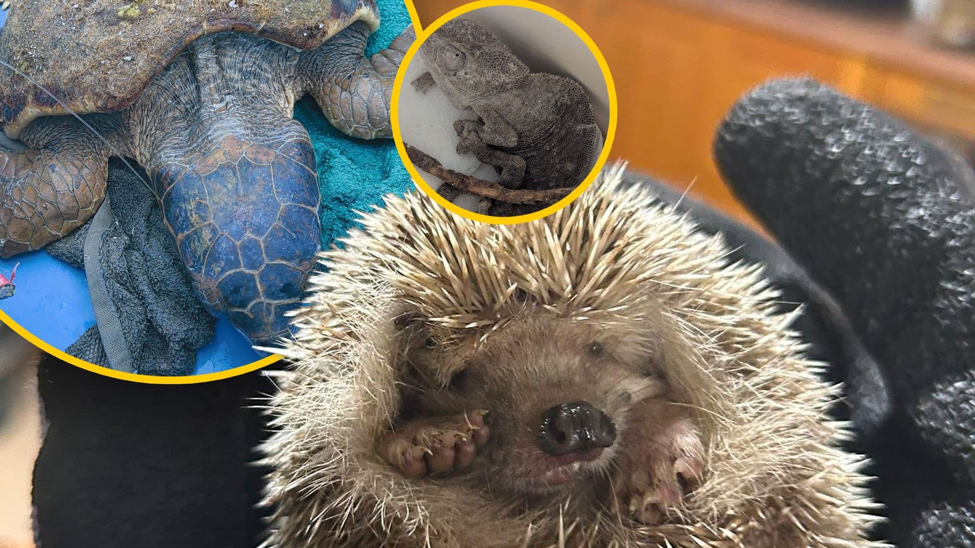 7 Animals Rescued By Wildlife Rescue Volunteers During Yesterday's Public Holiday