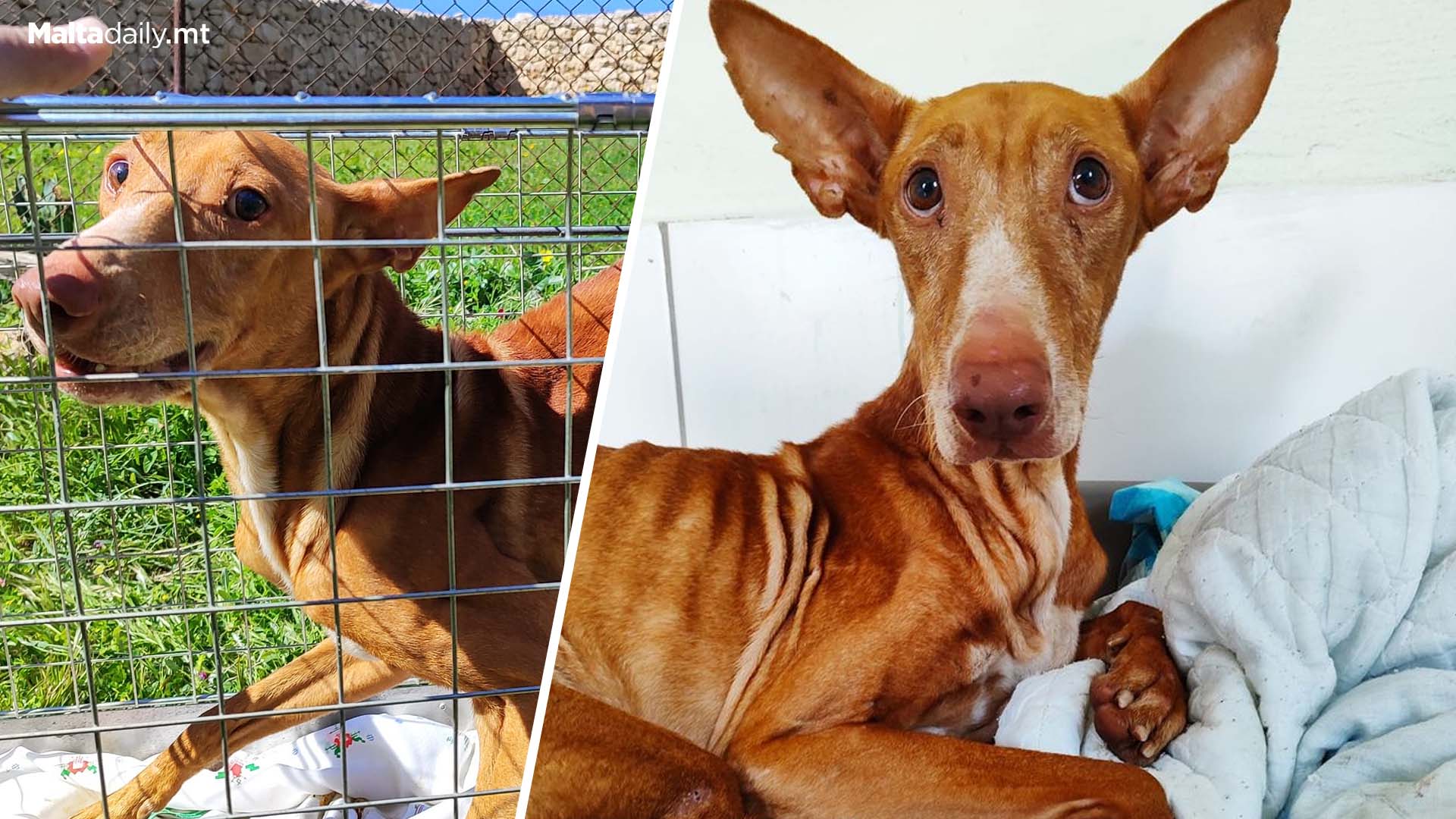 Local Animal Rights Activist Rescues Stray Dog