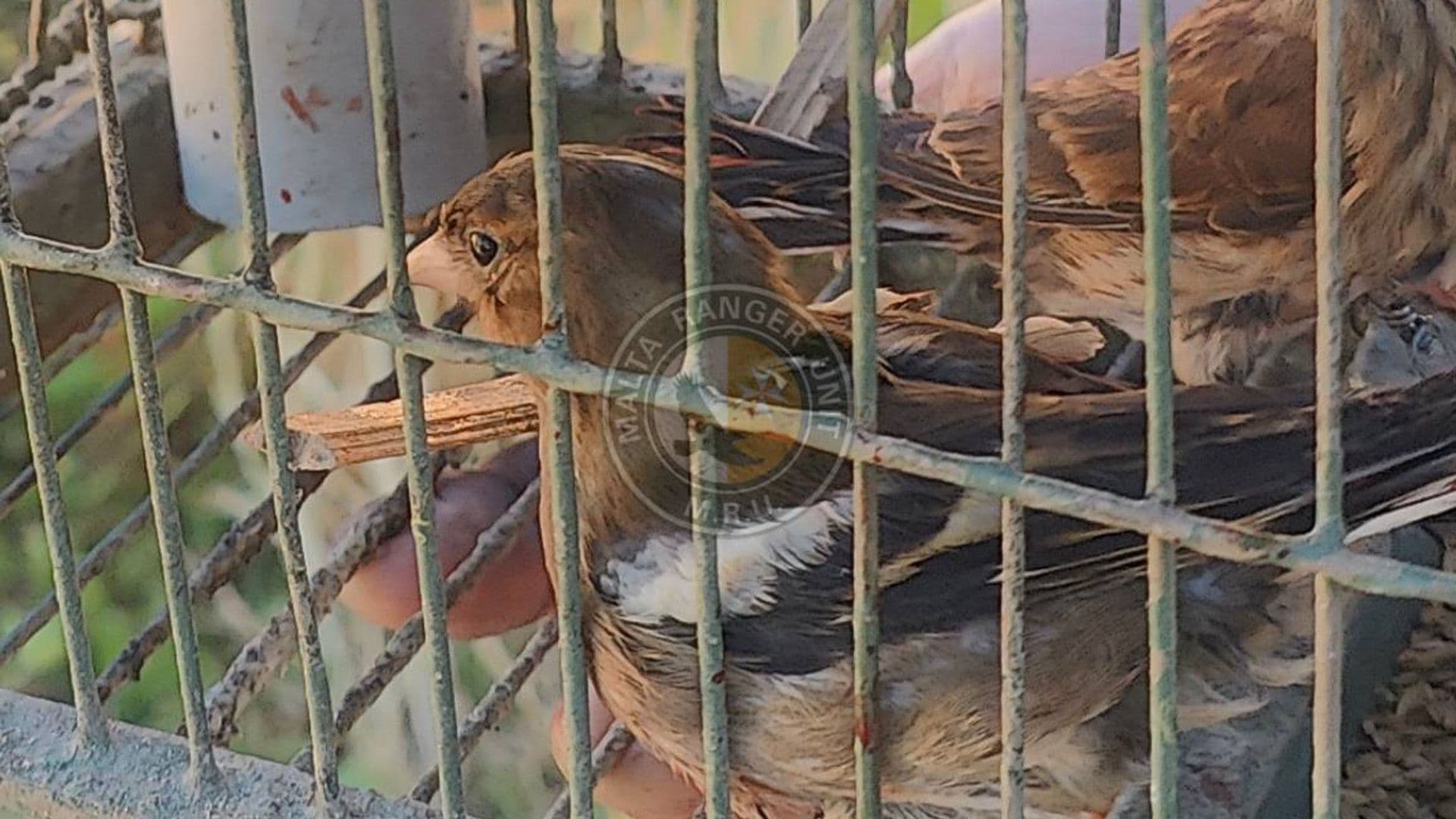 Malta Rangers Catch Alleged Poacher Trapping Birds During Gozo Patrol