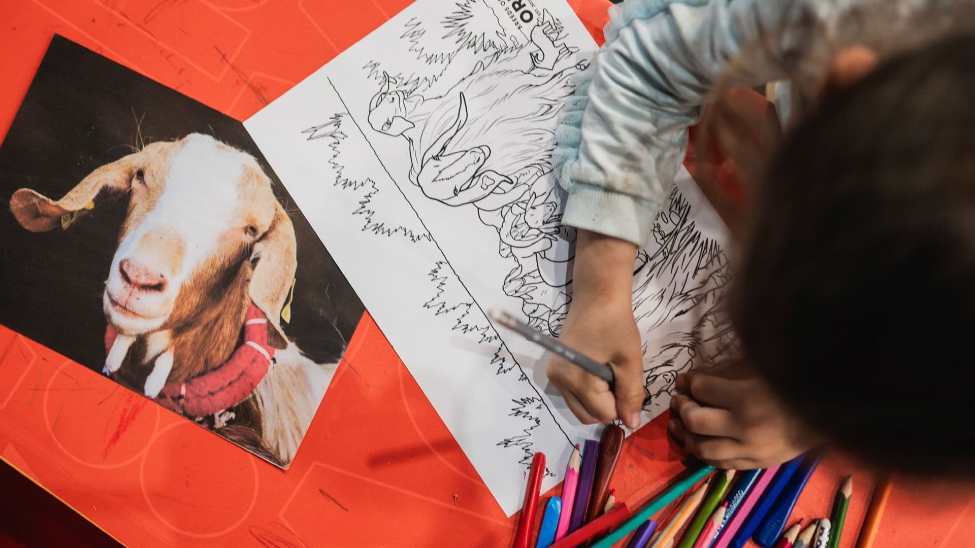 Stunning Paintings Raise Awareness On Disappearing Maltese Goat