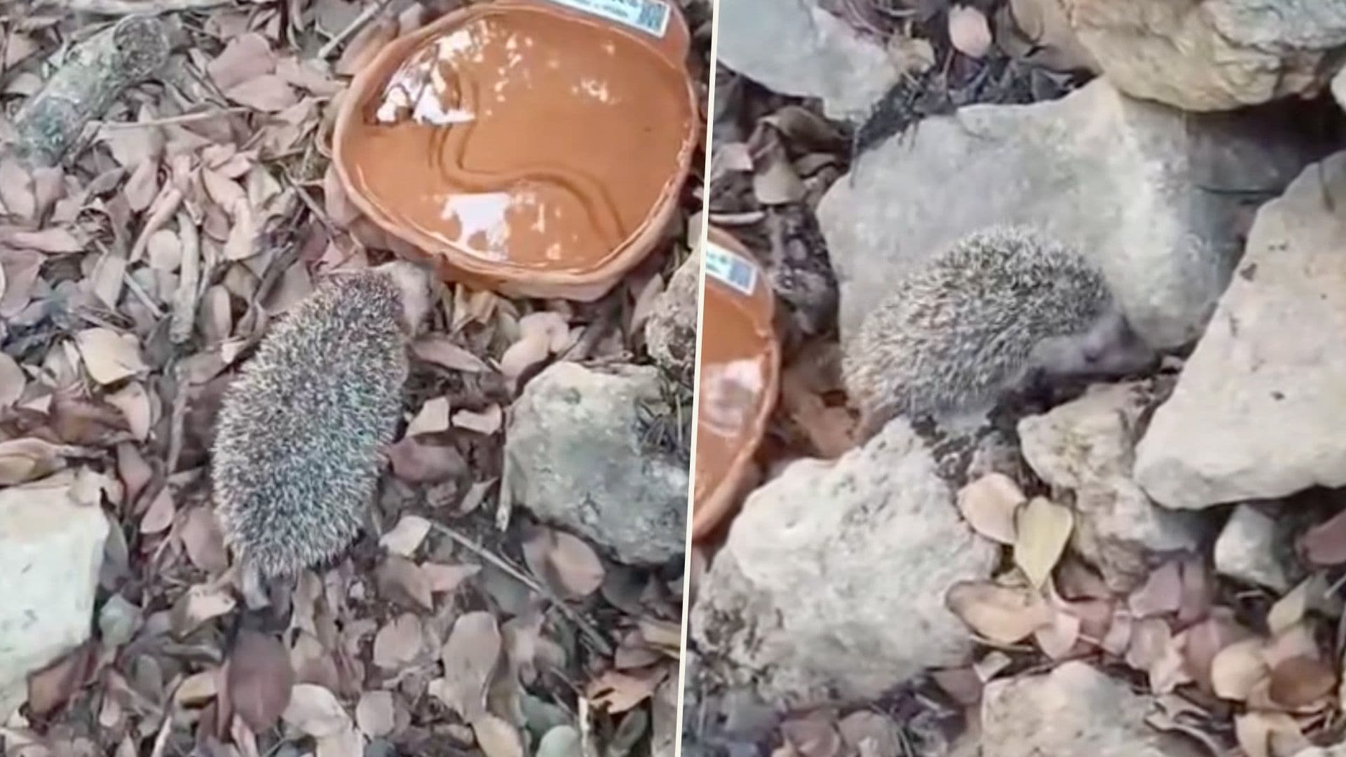 Rescued Hedgehog Nello Released Back Into The Wild