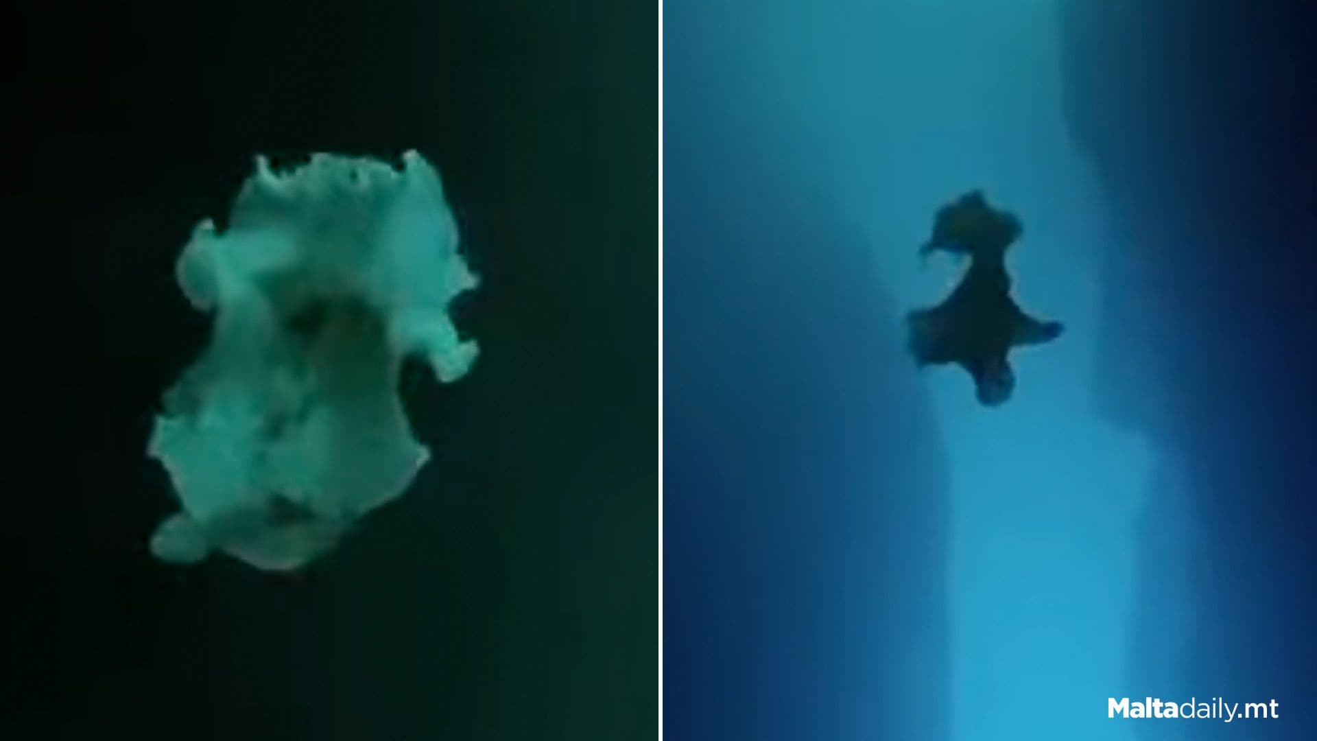 ‘Flamboyant’ Flatworm Spotted Swimming In Dwejra, Gozo