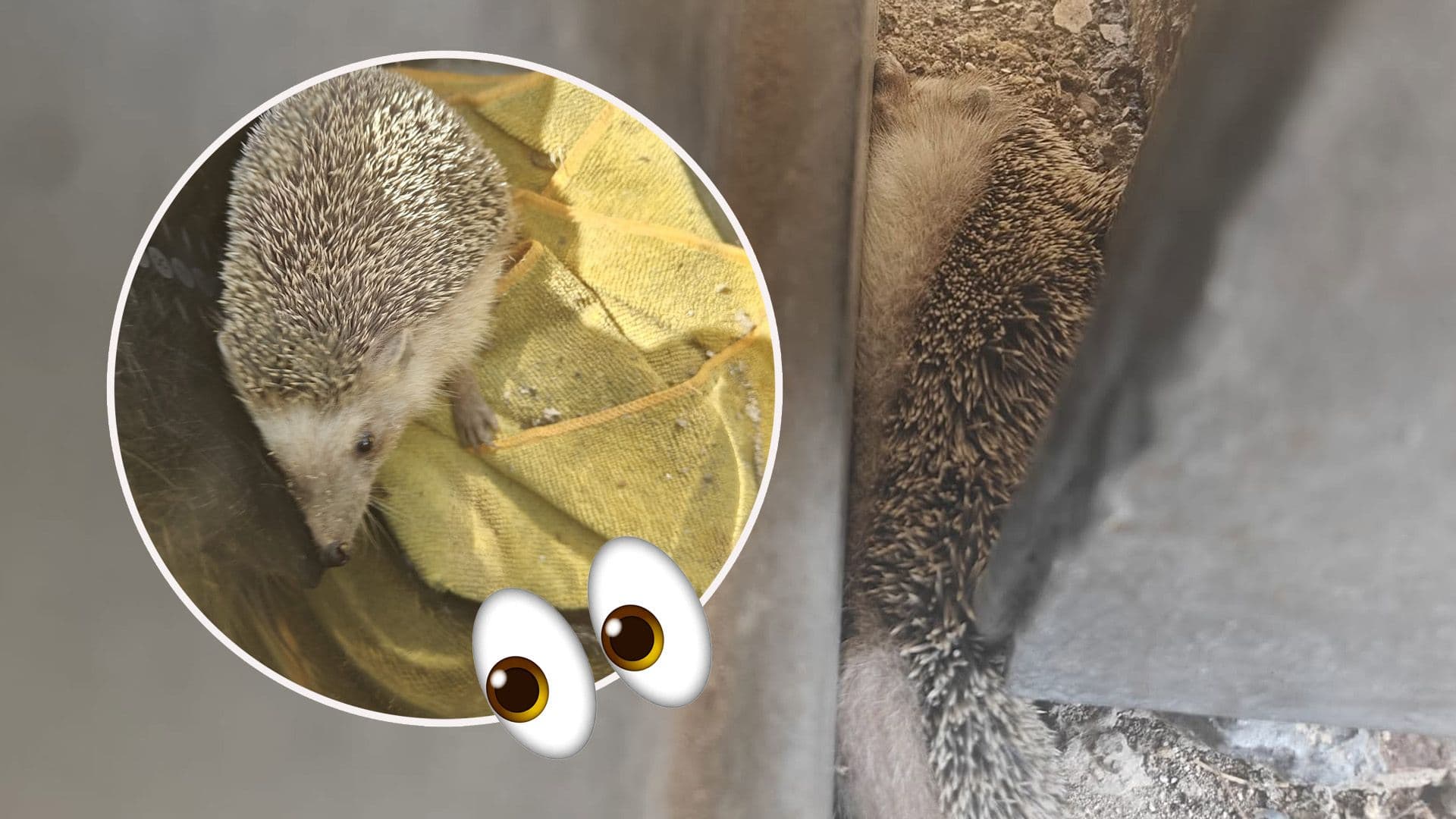 Hedgehog Rescued After Getting Stuck In Corradino Prison Grounds