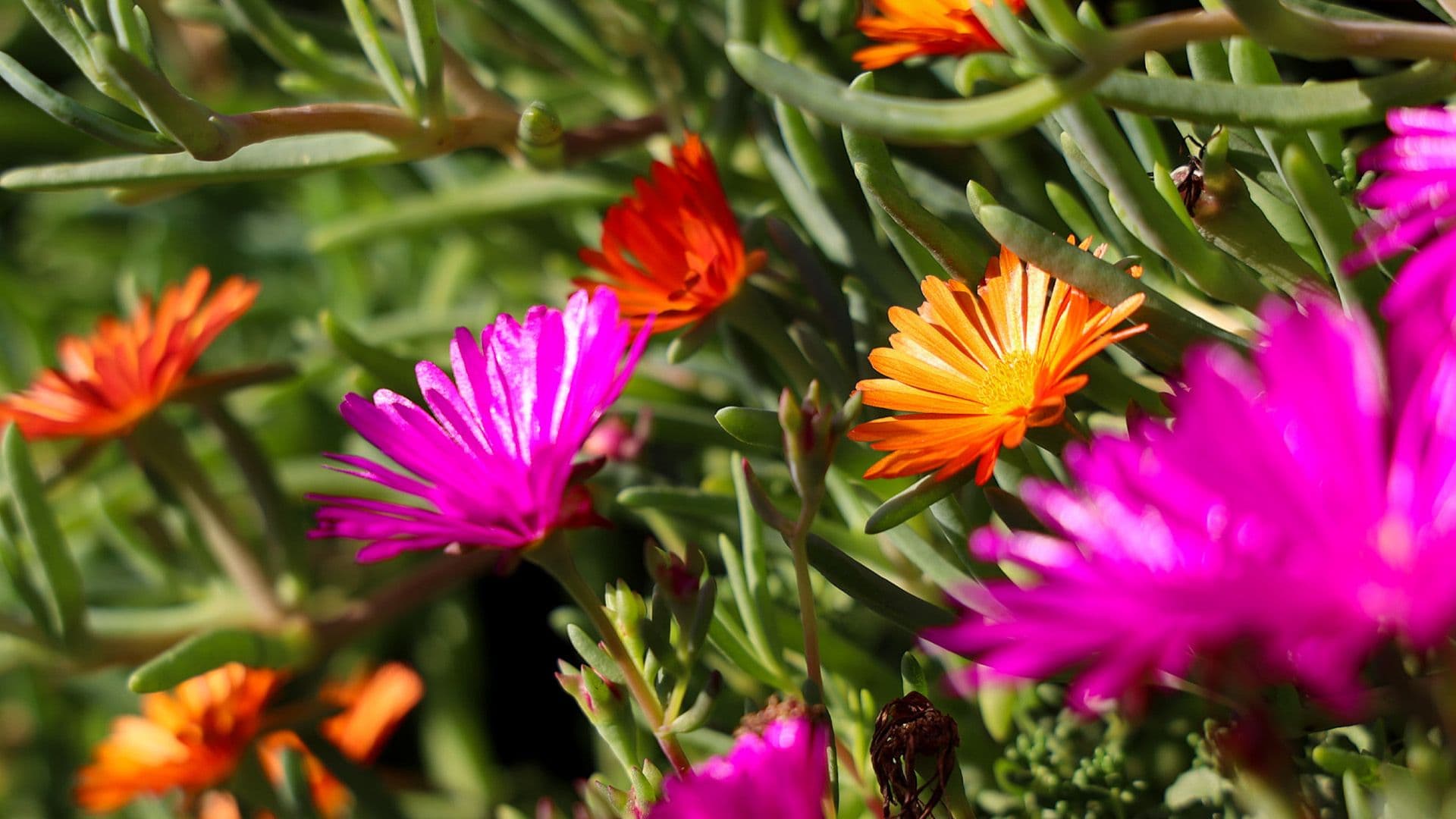 Controversial Marsa Ħamrun Bypass Green Wal Returns To Life
