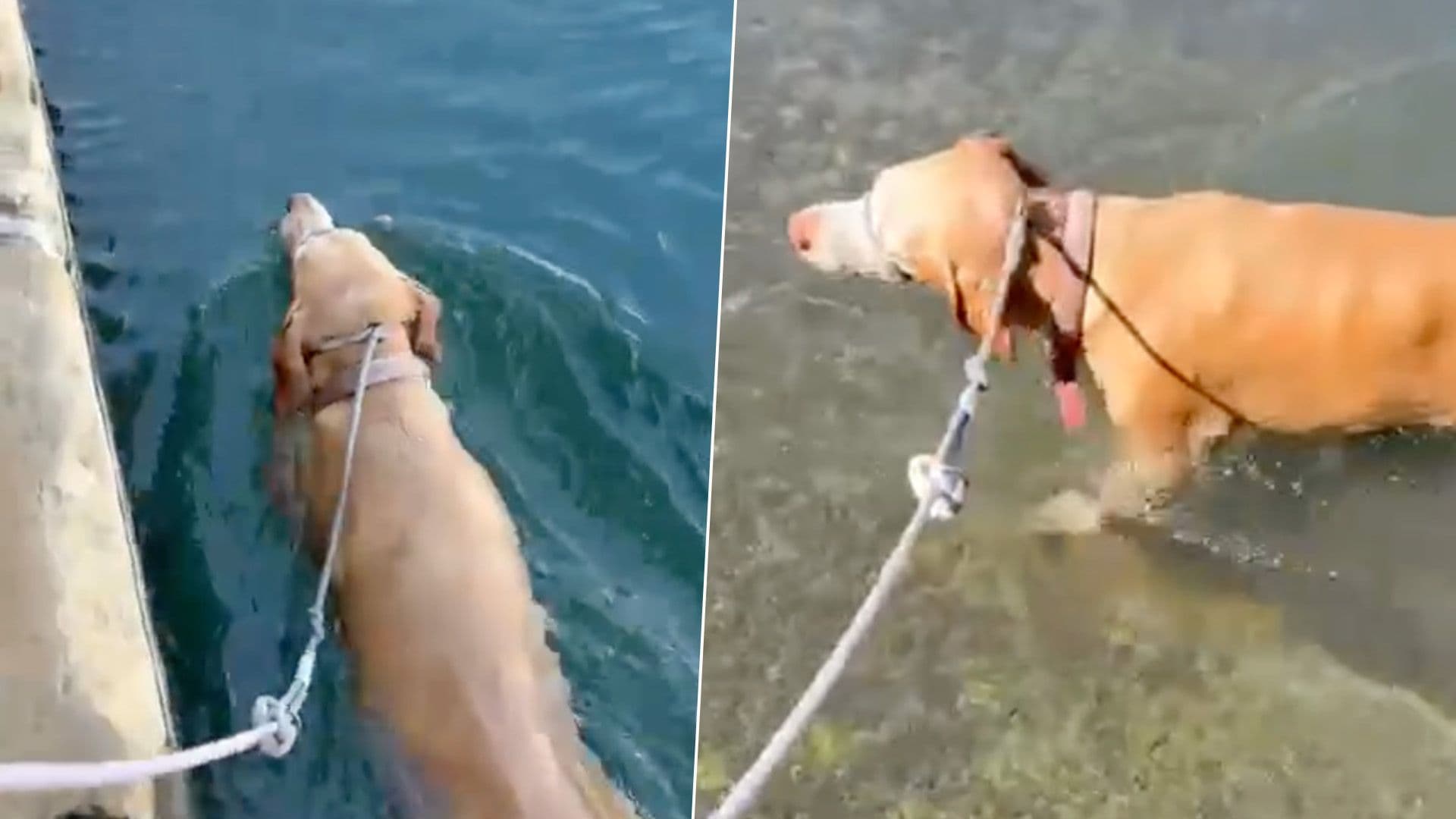 This Local Shelter Dog’s Morning Walk Involves A Little Swim