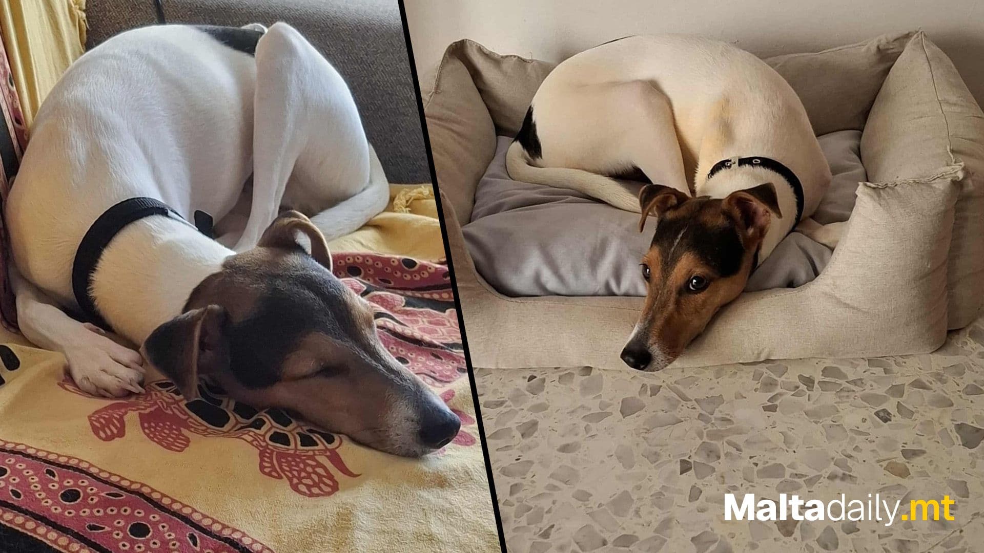 Guzeppi The Gog: From Life On The Streets To A Happy Forever Home