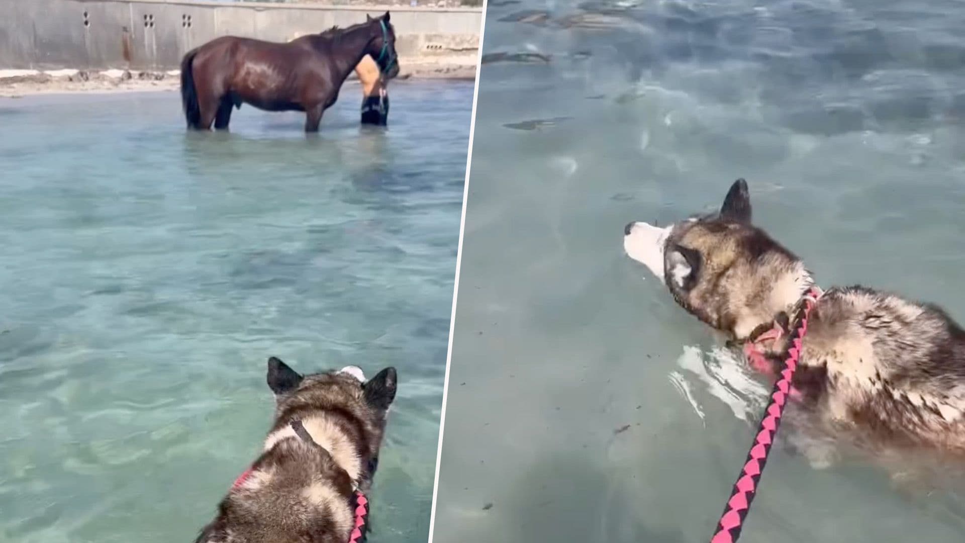 Watch: Dog Goes For Swim Along With Horses