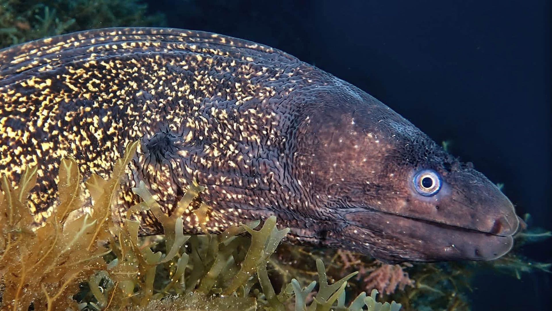 Local Encounters Colourful Moray In Gozitan Waters