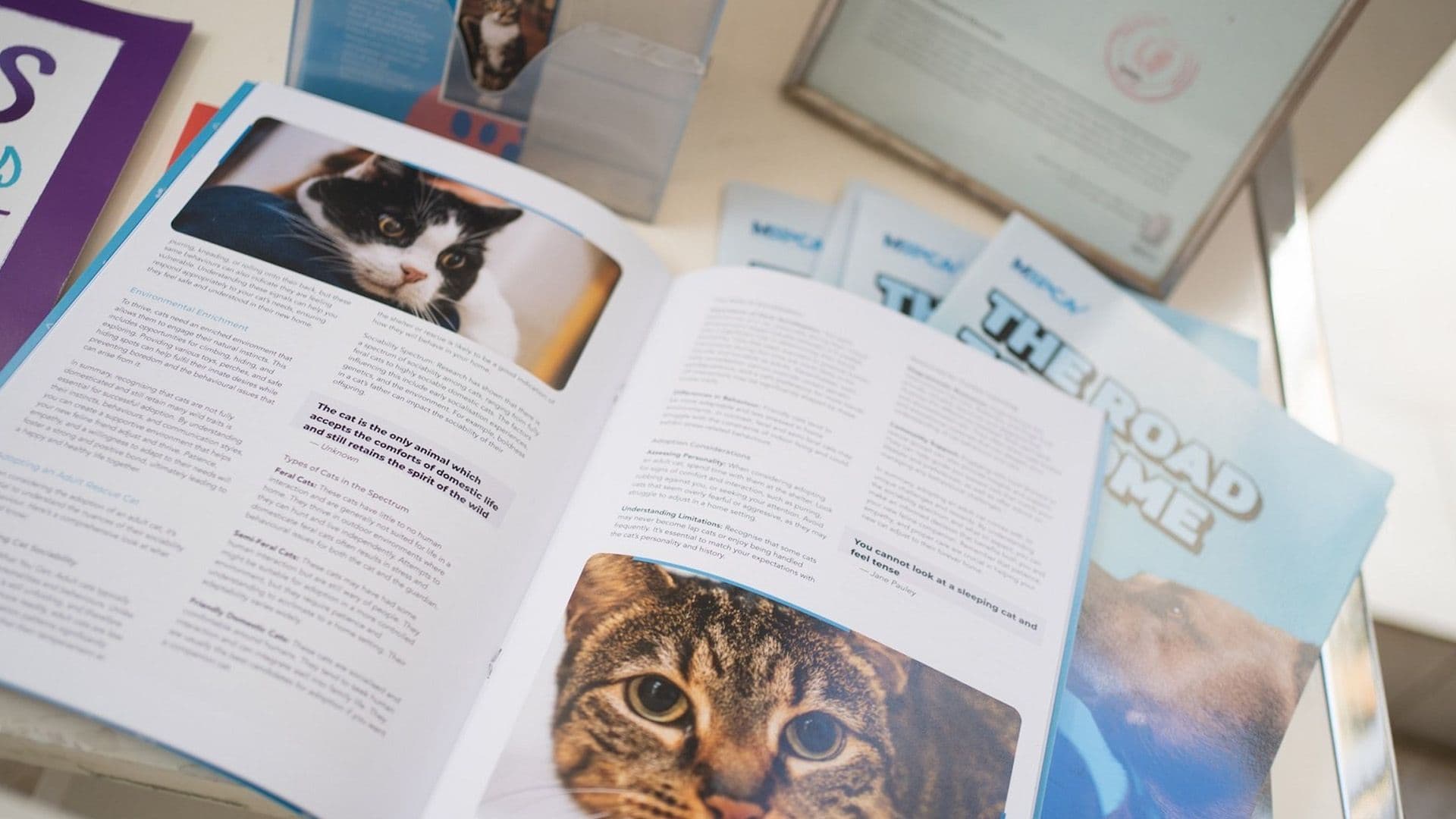 Papaya Ltd & Blackcat Team Up With Malta’s Animal Welfare Community To Support Pet Adopters