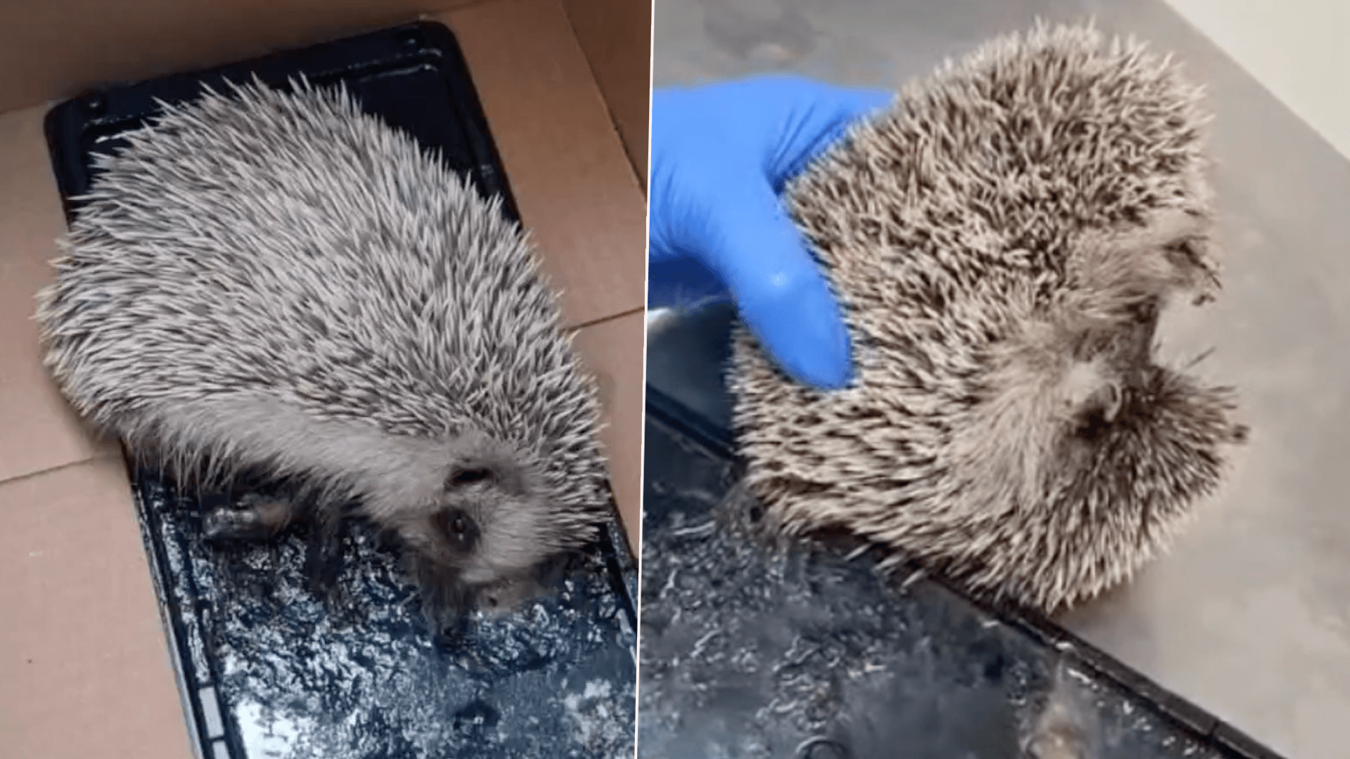 Watch: Little Hedgehog Rescued After Getting Stuck On Glue Trap