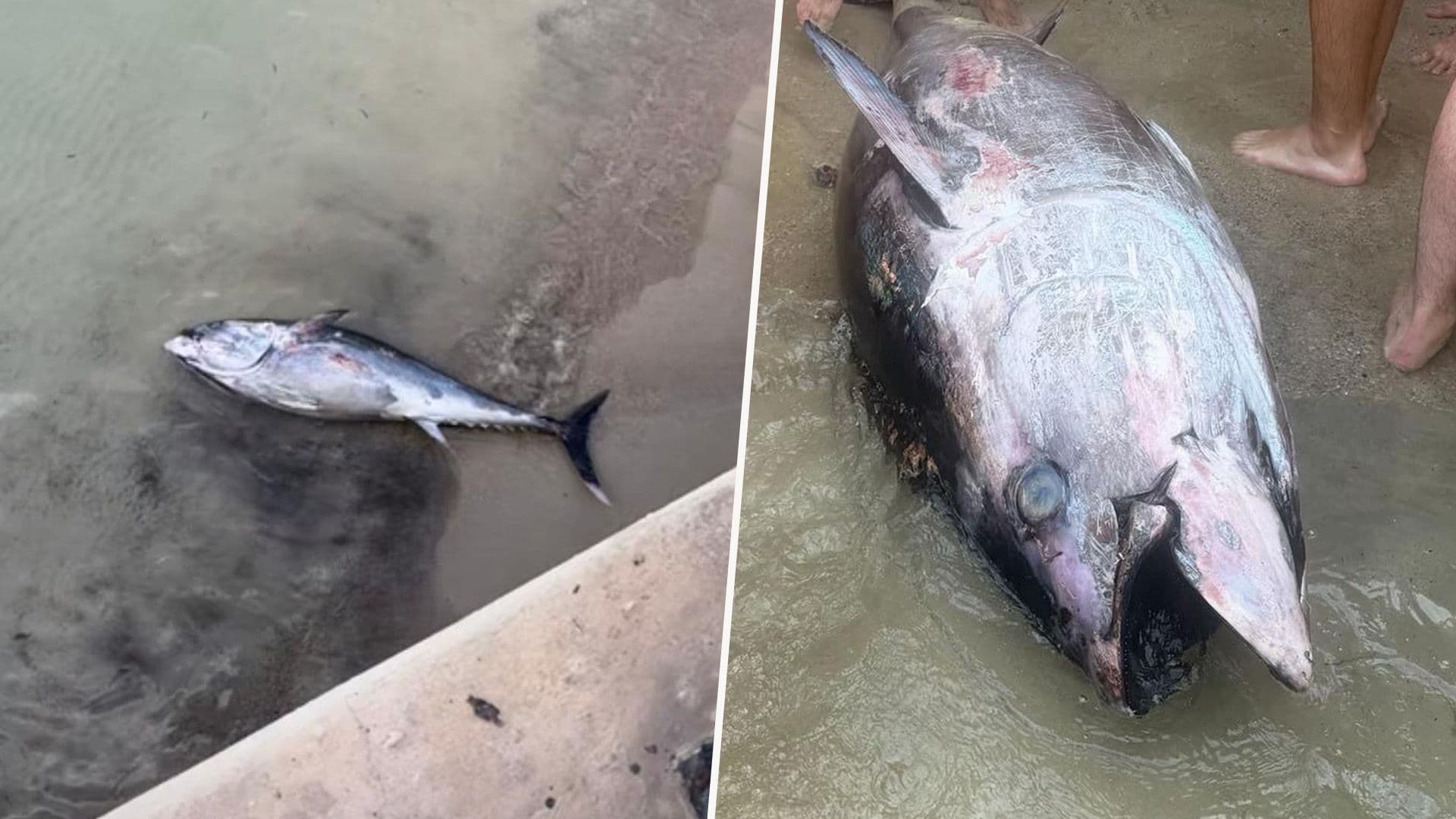 Massive Bluefin Tuna Enters Balluta Bay Among Swimmers