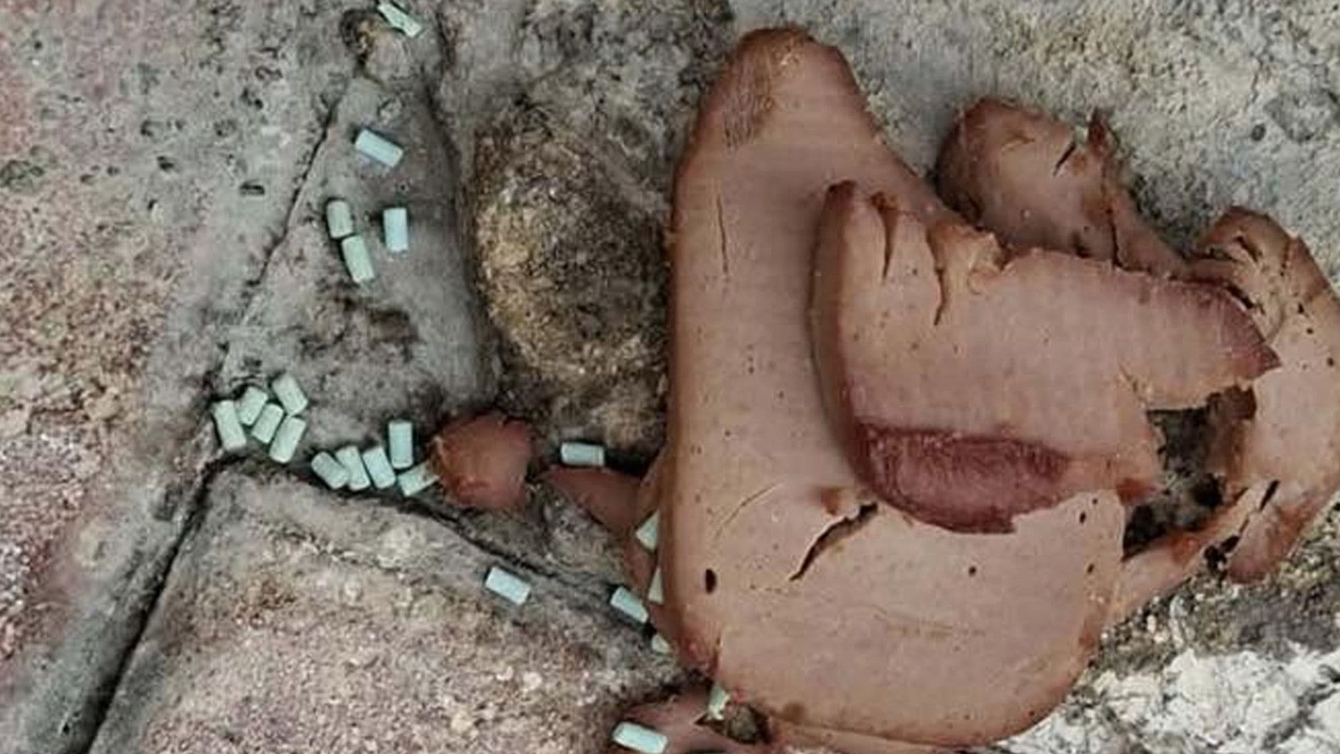 Dog Admitted To Vet After Being Poisoned In Qawra