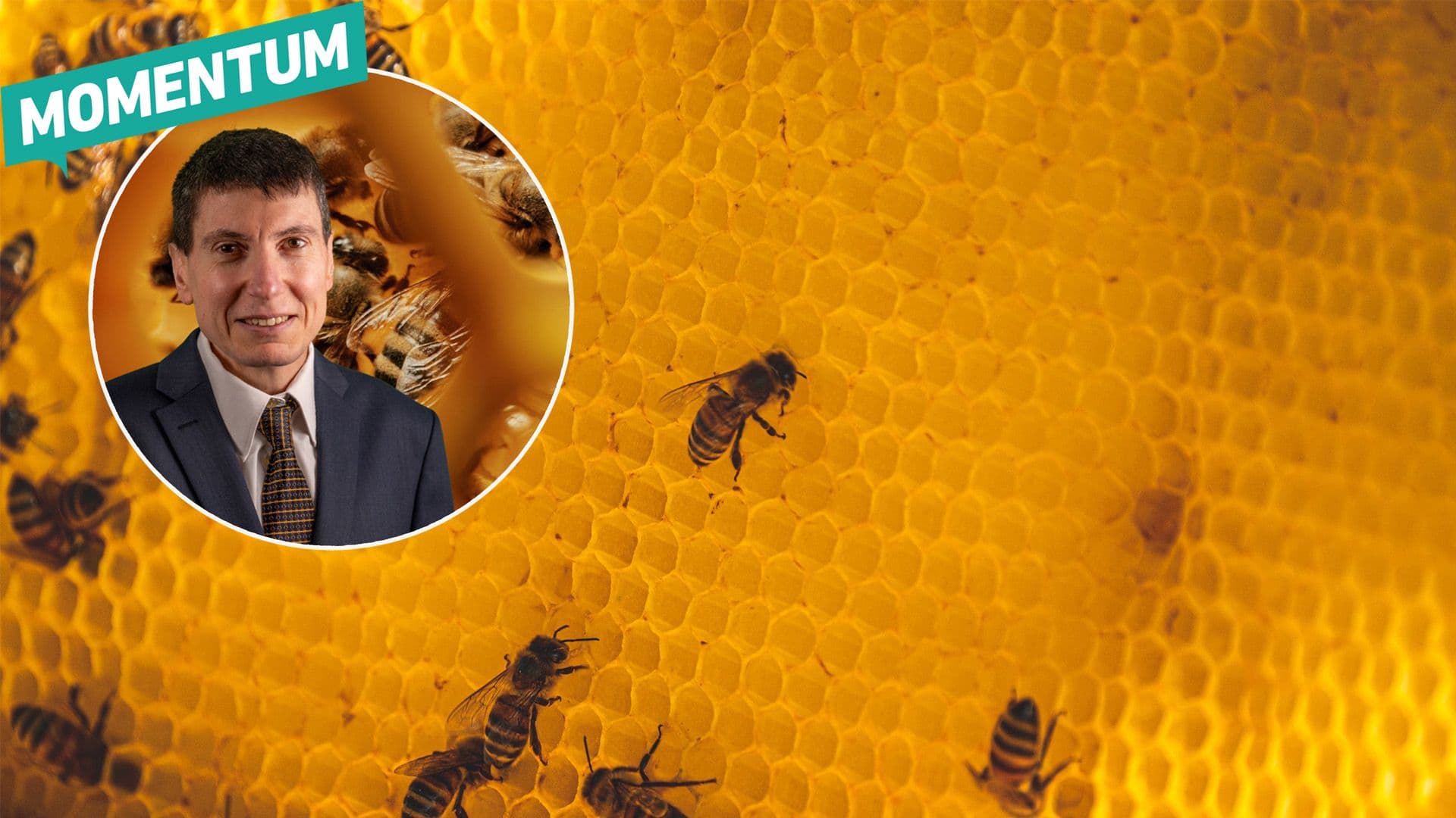 Momentum Calls For National Plan To Protect Malta’s Honeybees