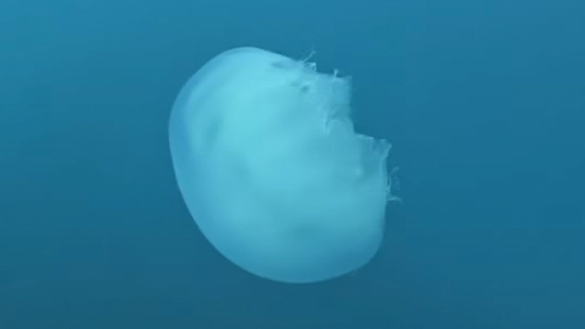 Rare Highly Invasive Jellyfish Spotted In Maltese Waters